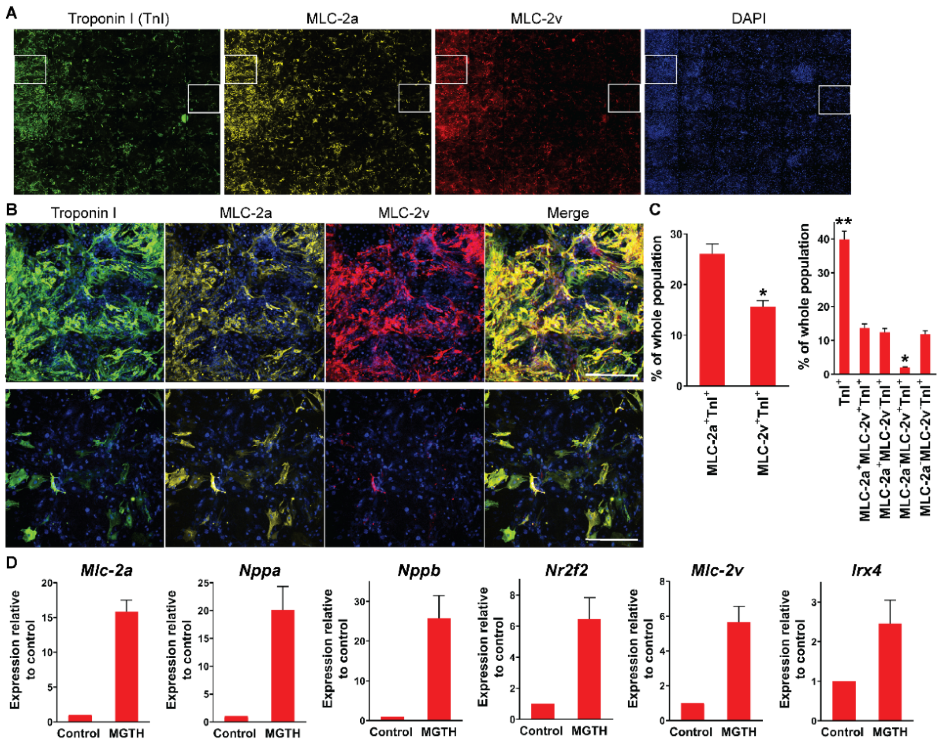 Cells Free Full Text Chamber Specific Protein Expression During Direct Cardiac Reprogramming Html