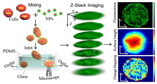 Cells Free Full Text Mapping Surface Charge Distribution Of Single Cell Via Charged Nanoparticle