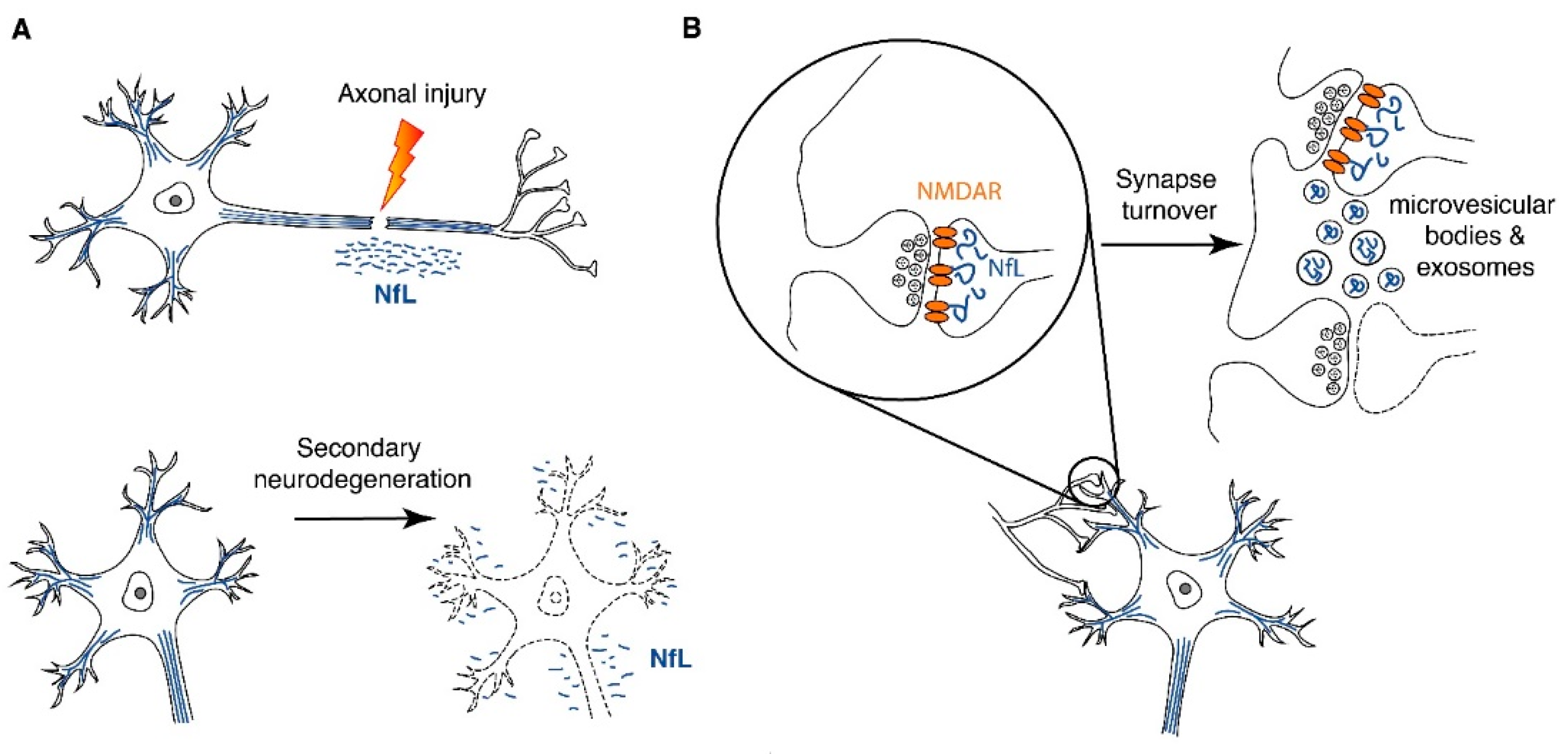 Cells | Free Full-Text | Neurofilament Light Chain (NfL) In Blood—A ...