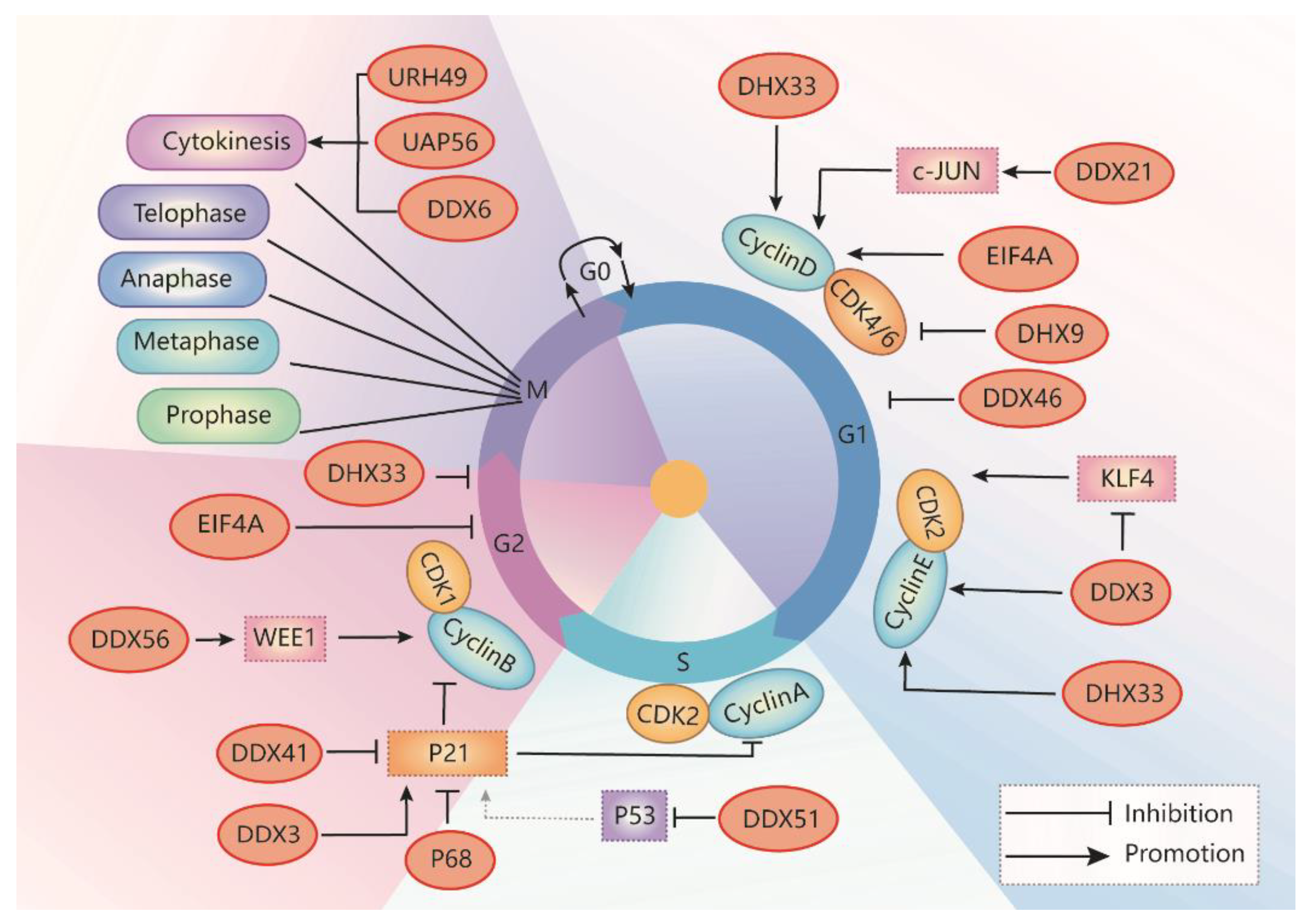 Cells 10 01540 g003 Cells 10 01540 g003