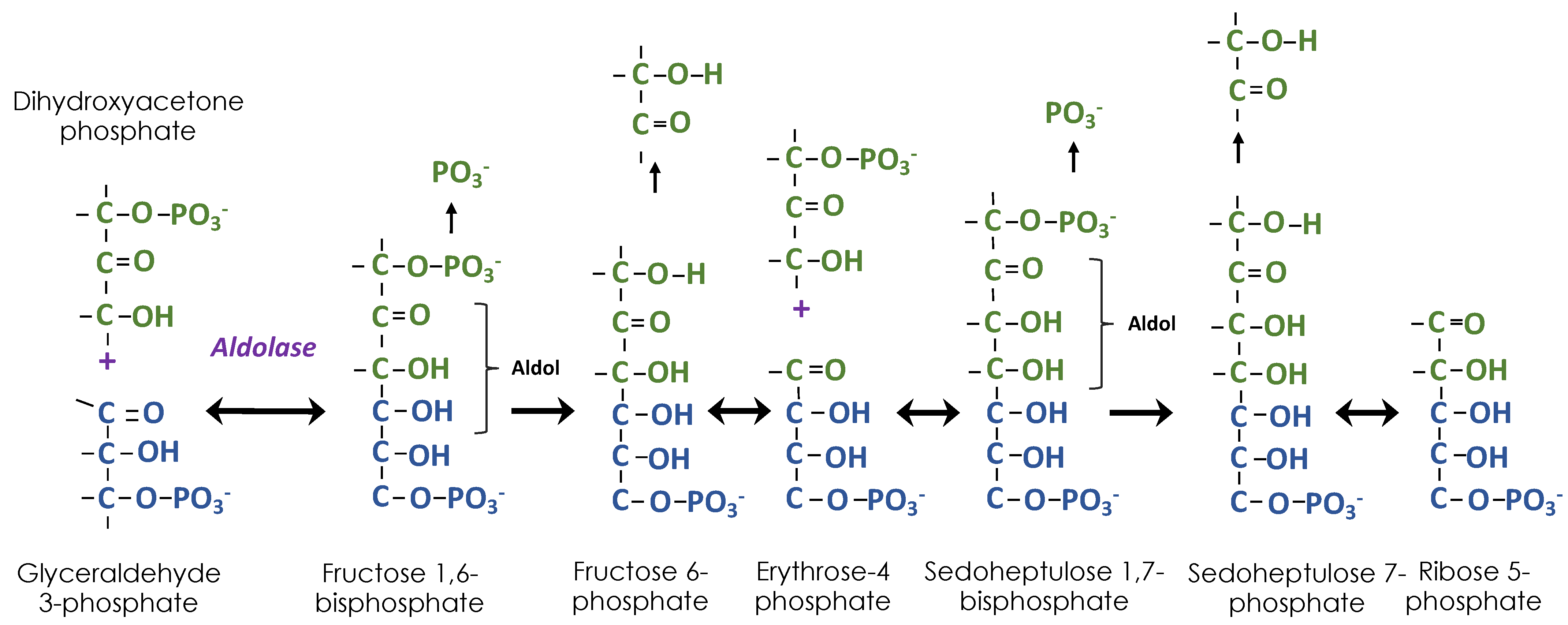 Cells 10 01547 g003