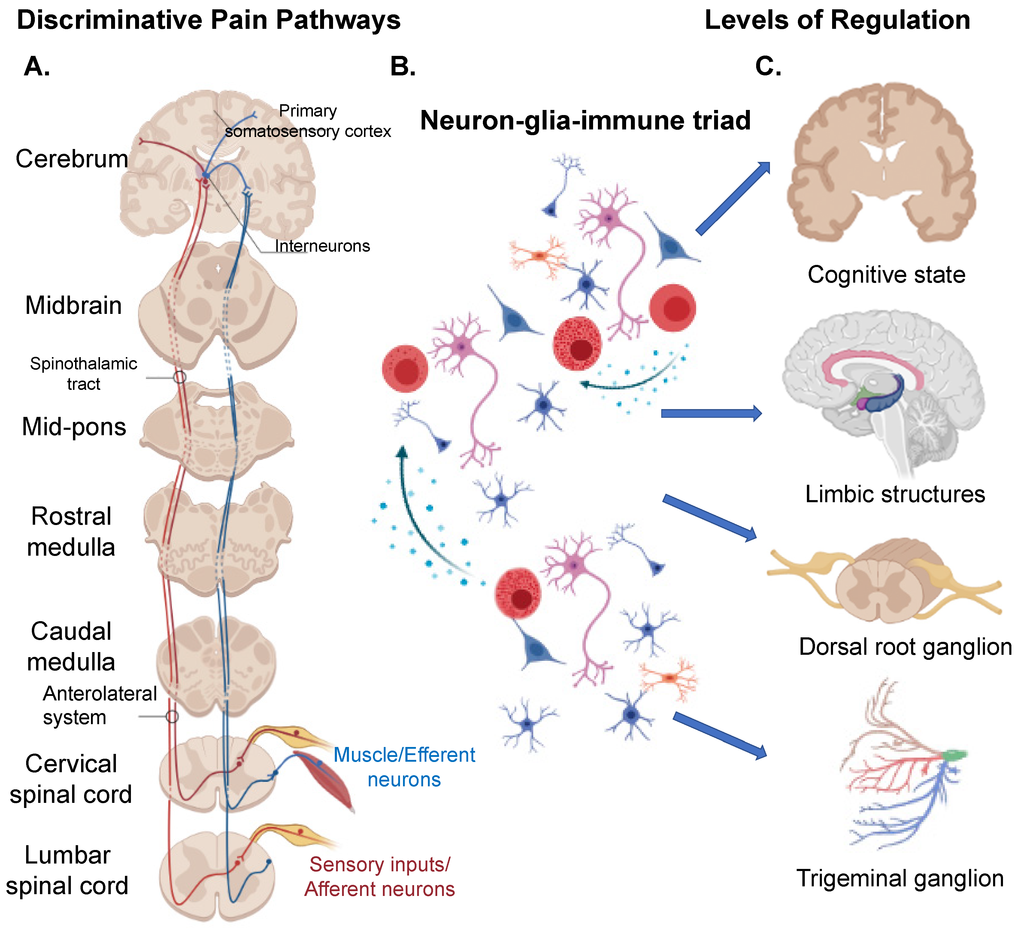 Cells | Free Full-Text | Neuron-Glia-Immune Triad and Cortico-Limbic System  in Pathology of Pain | HTML