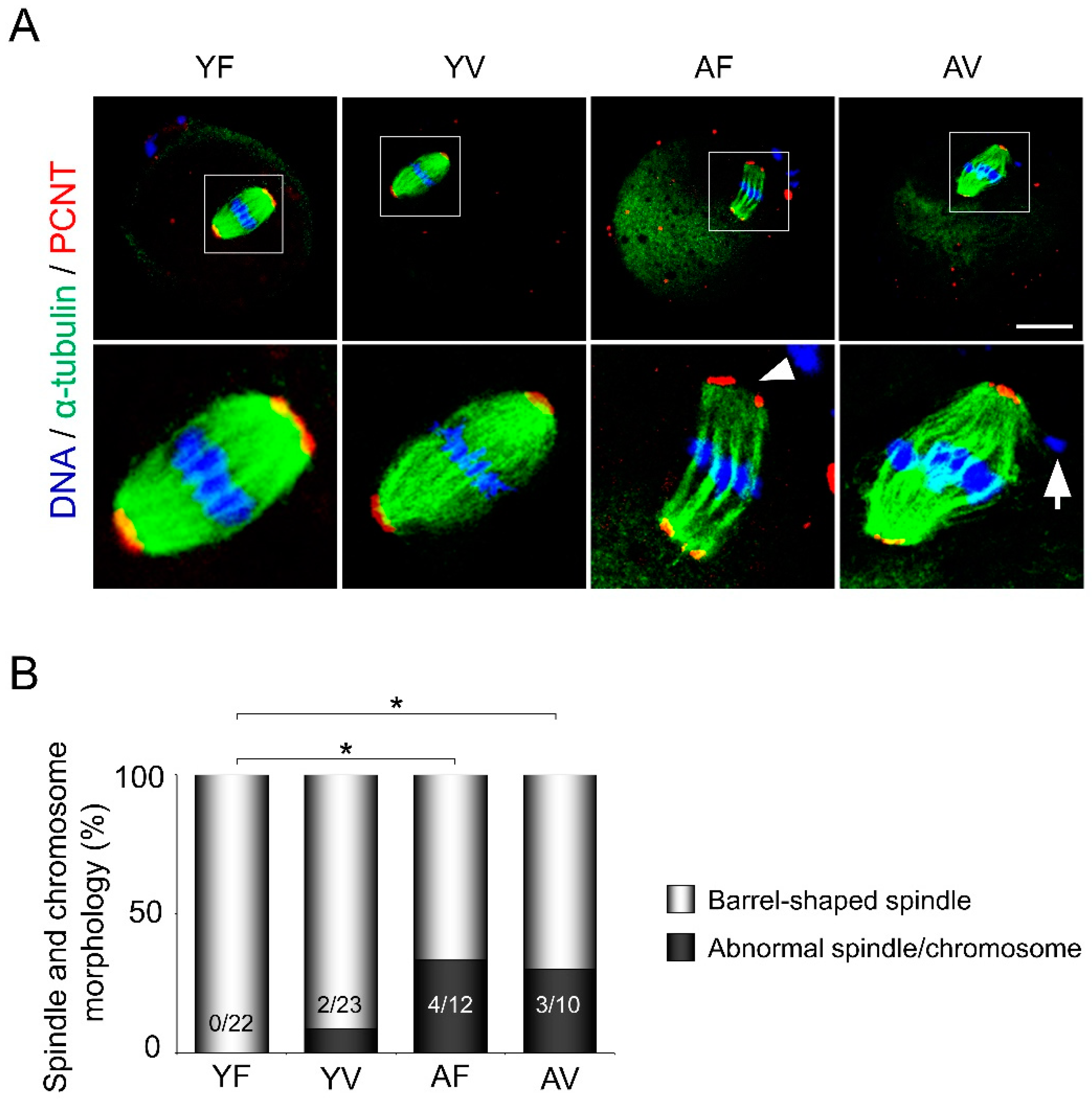 Cells 10 01563 g002 Cells 10 01563 g002