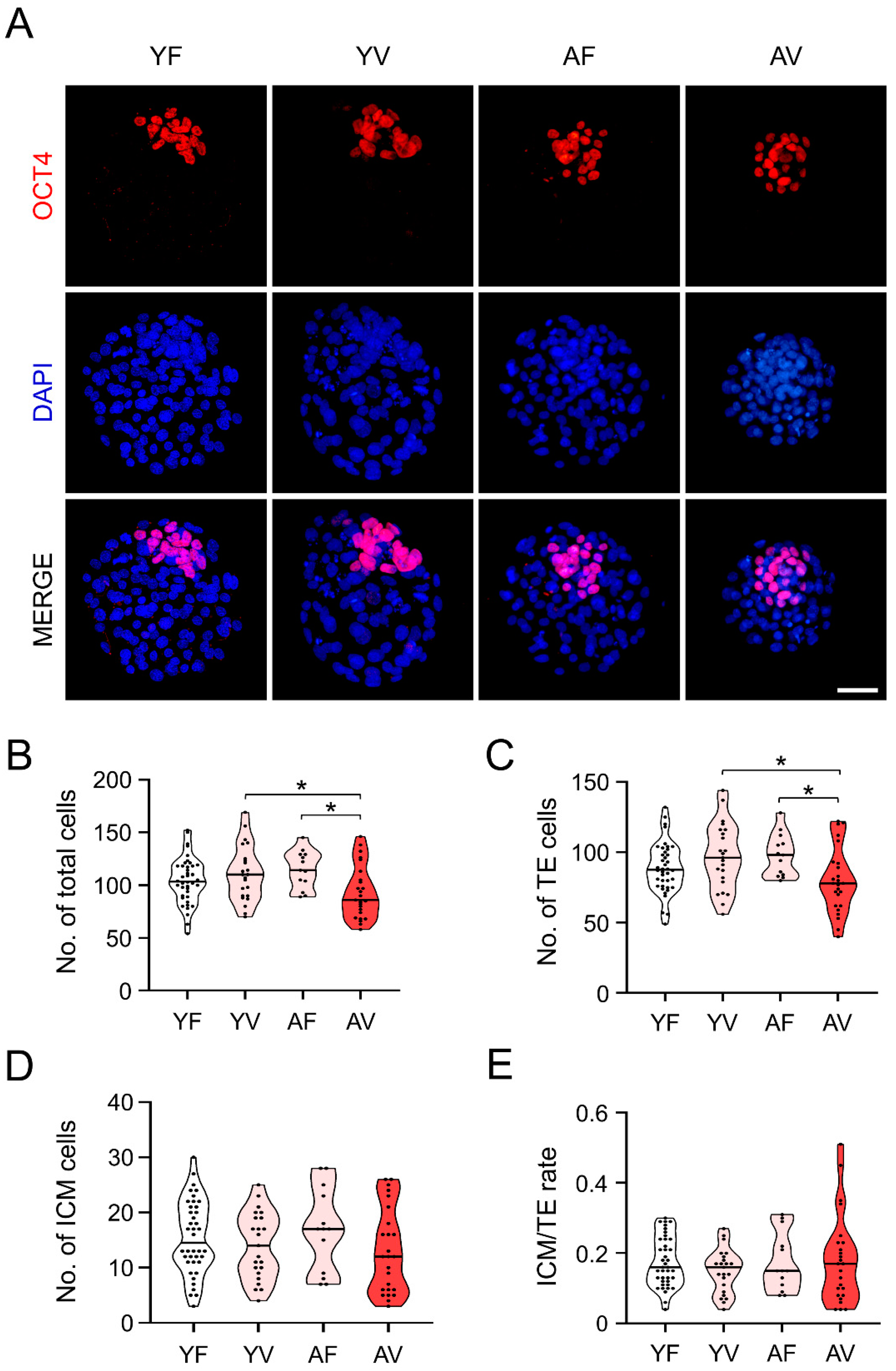 Cells 10 01563 g007 Cells 10 01563 g007