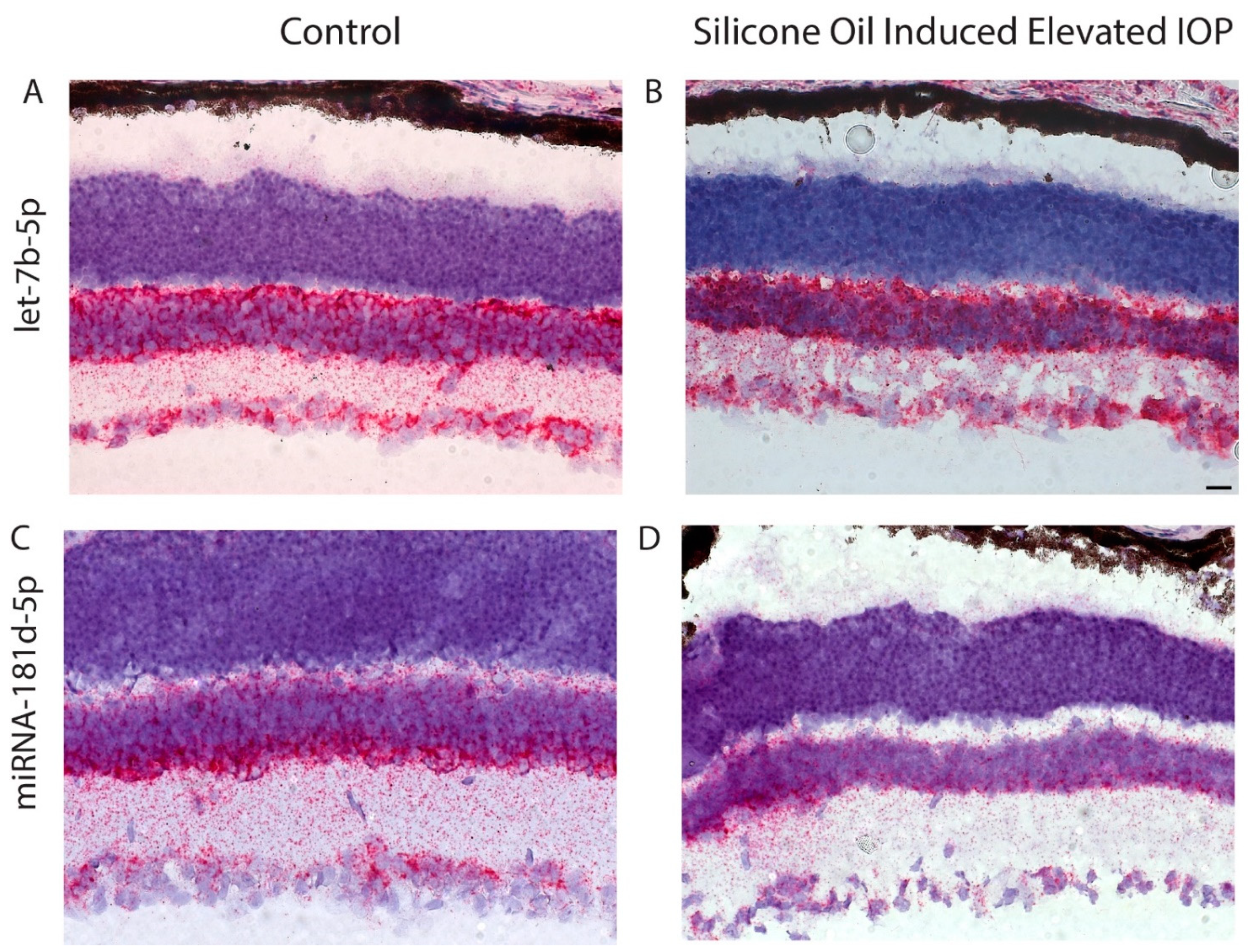 Cells 10 01564 g004 Cells 10 01564 g004
