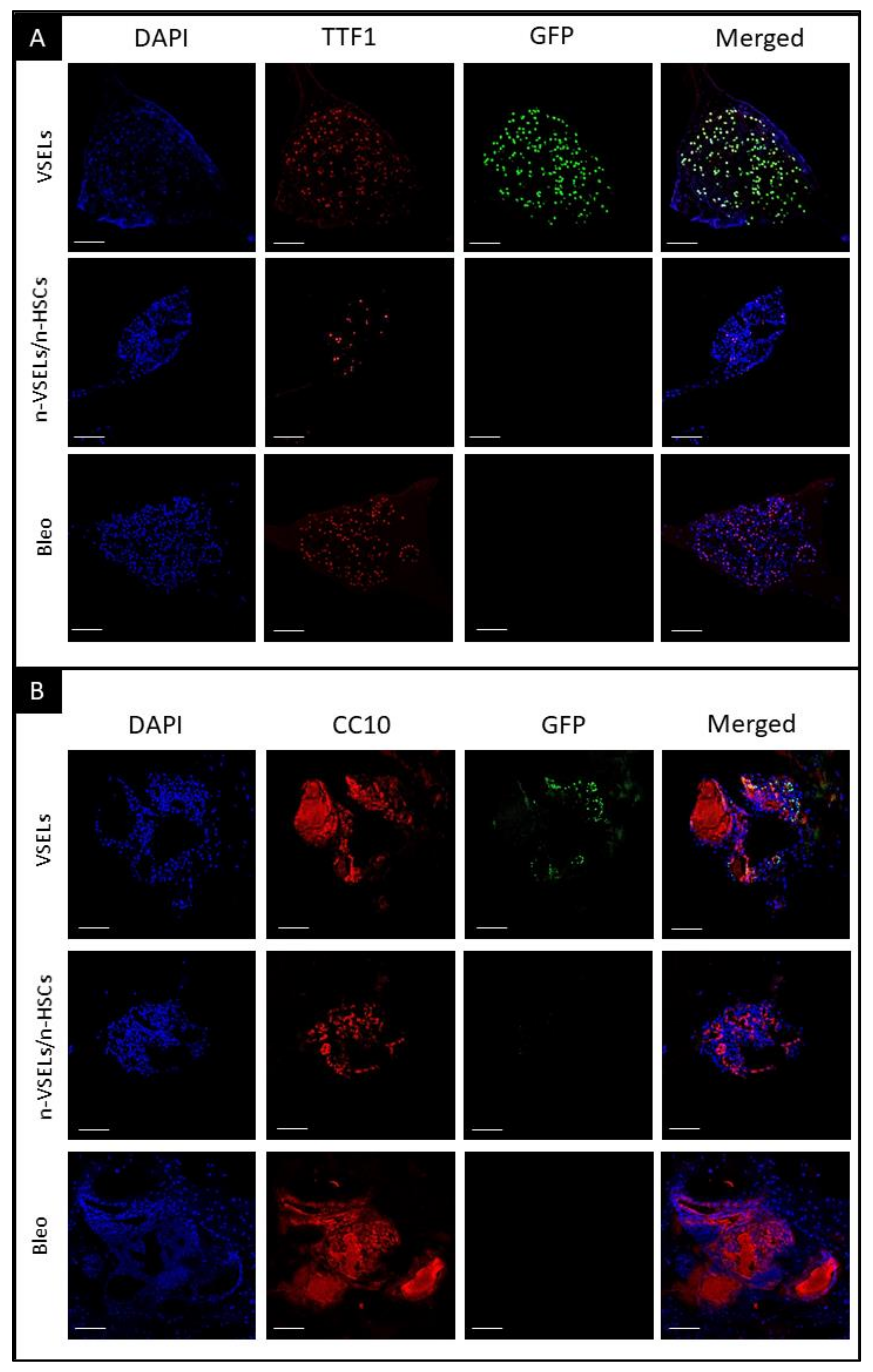 Cells 10 01570 g007 Cells 10 01570 g007