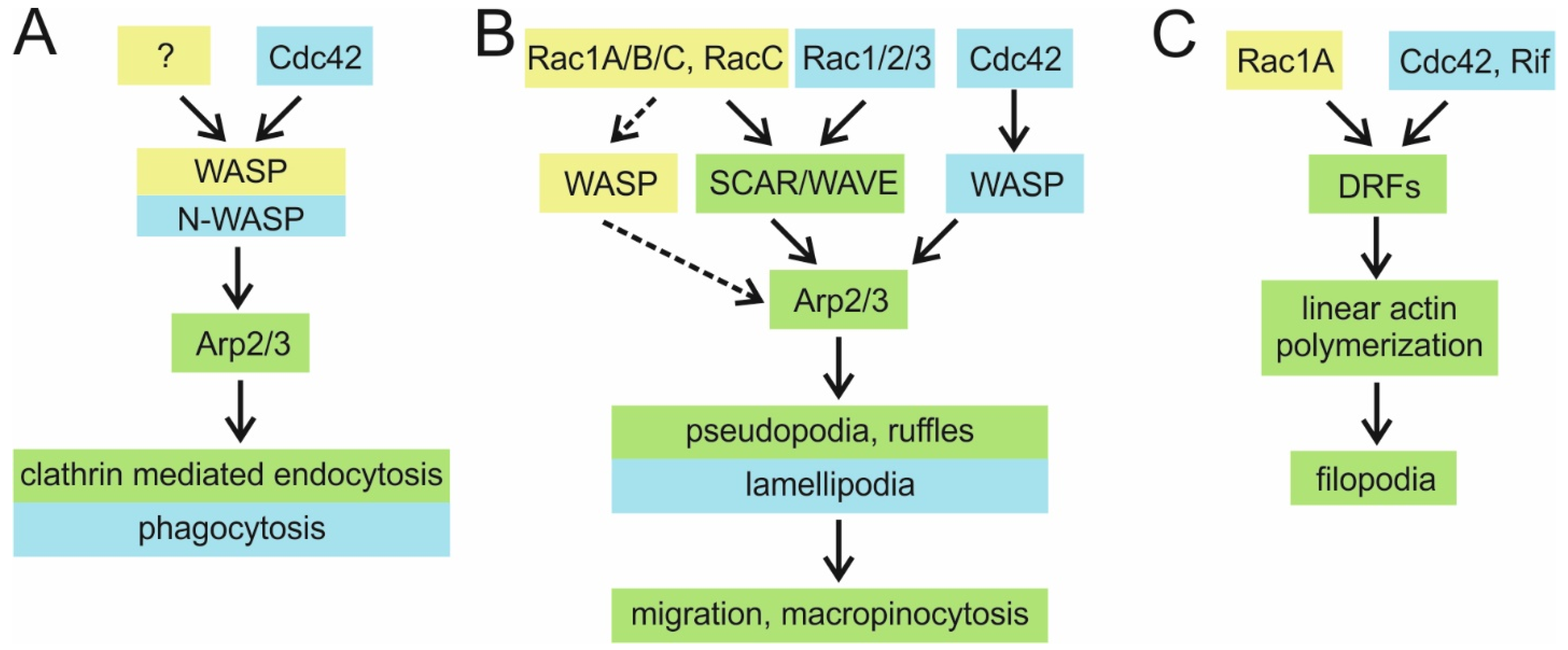 Cells 10 01592 g002 Cells 10 01592 g002
