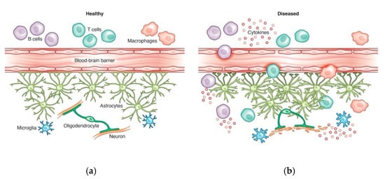 Cells | Free Full-Text | B Cells In Neuroinflammation: New Perspectives ...