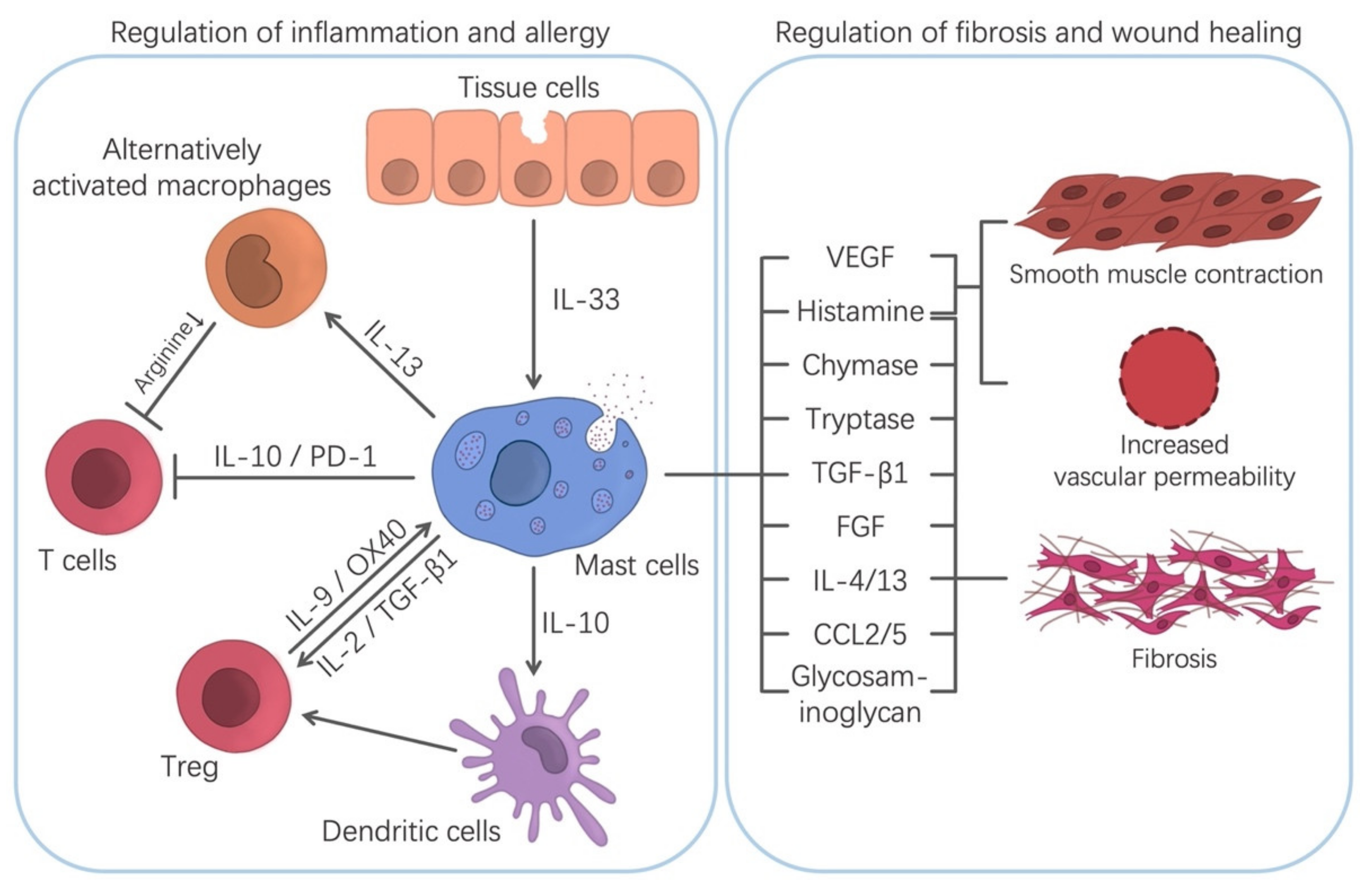 Cells | Free Full-Text | Two Sides of the Coin: Mast Cells as a Key  Regulator of Allergy and Acute/Chronic Inflammation | HTML