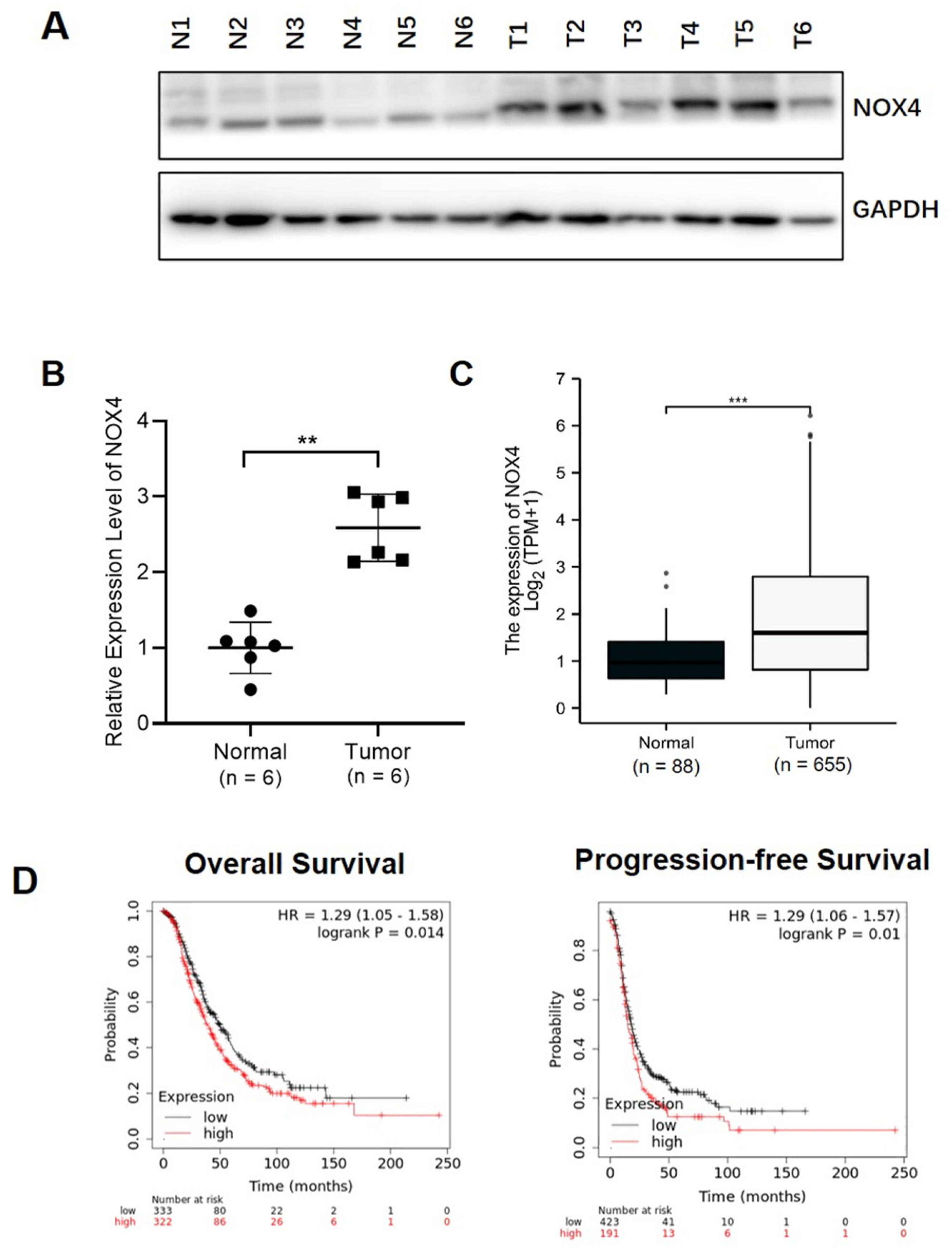 Cells | Free Full-Text | NOX4 Signaling Mediates Cancer 