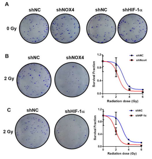 Cells | Free Full-Text | NOX4 Signaling Mediates Cancer 