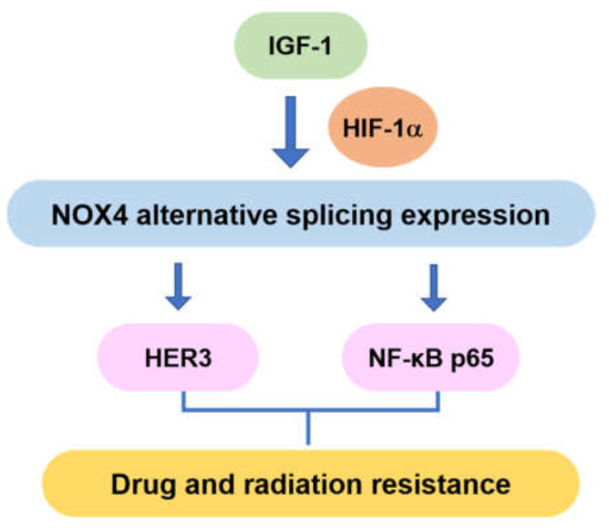 Cells | Free Full-Text | NOX4 Signaling Mediates Cancer 