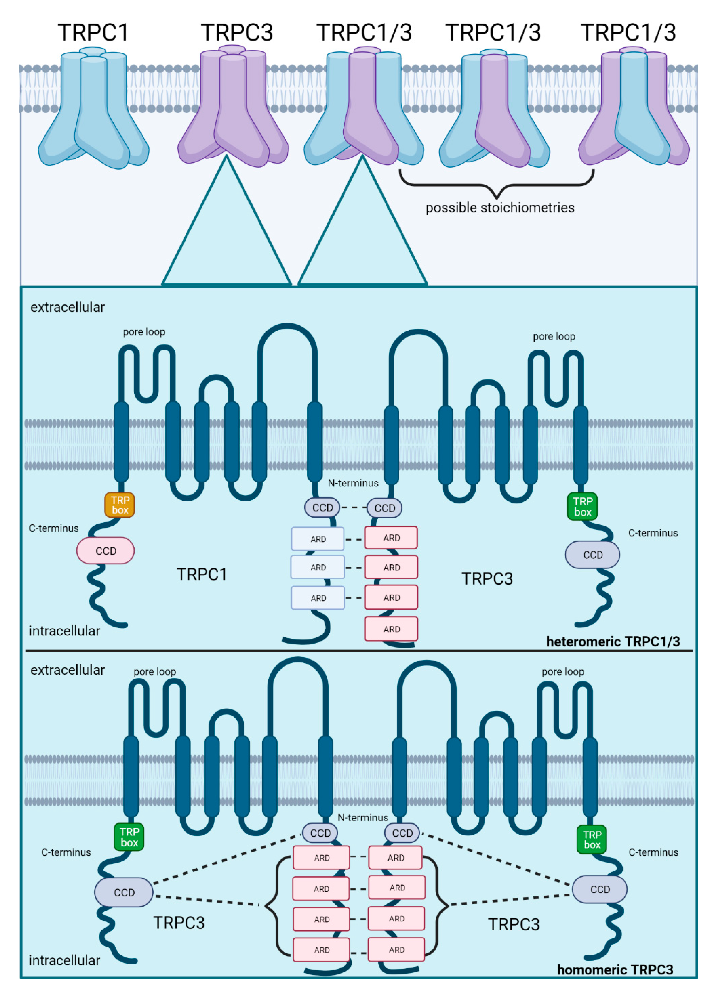 Cells 10 01654 g002 Cells 10 01654 g002