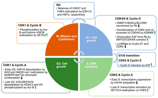 Cells | Free Full-Text | Epigenetically Mediated Ciliogenesis and Cell Cycle  Regulation, and Their Translational Potential | HTML