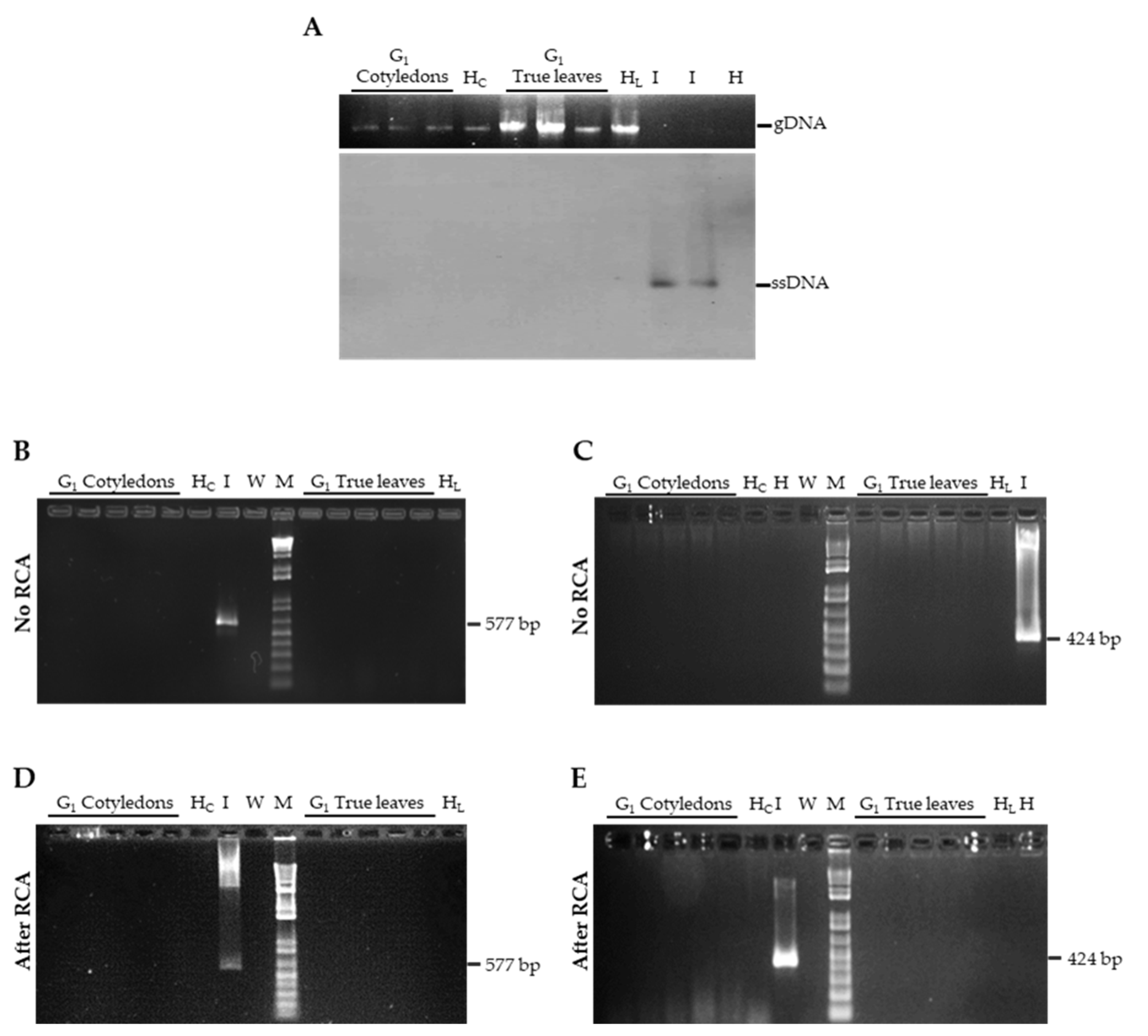 Cells 10 01673 g002