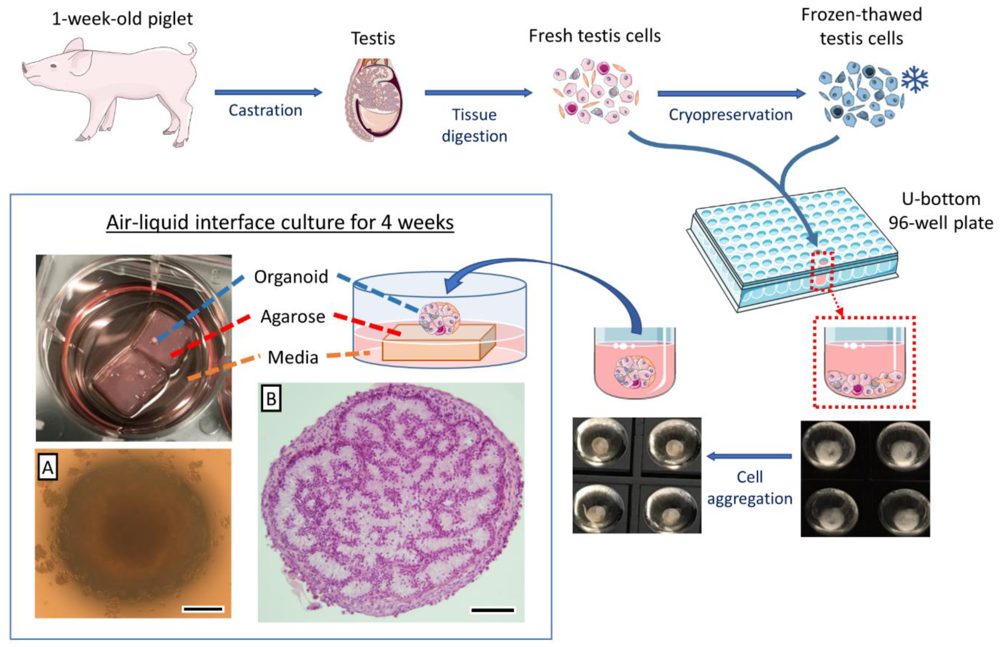 Cells 10 01696 g001 Cells 10 01696 g001