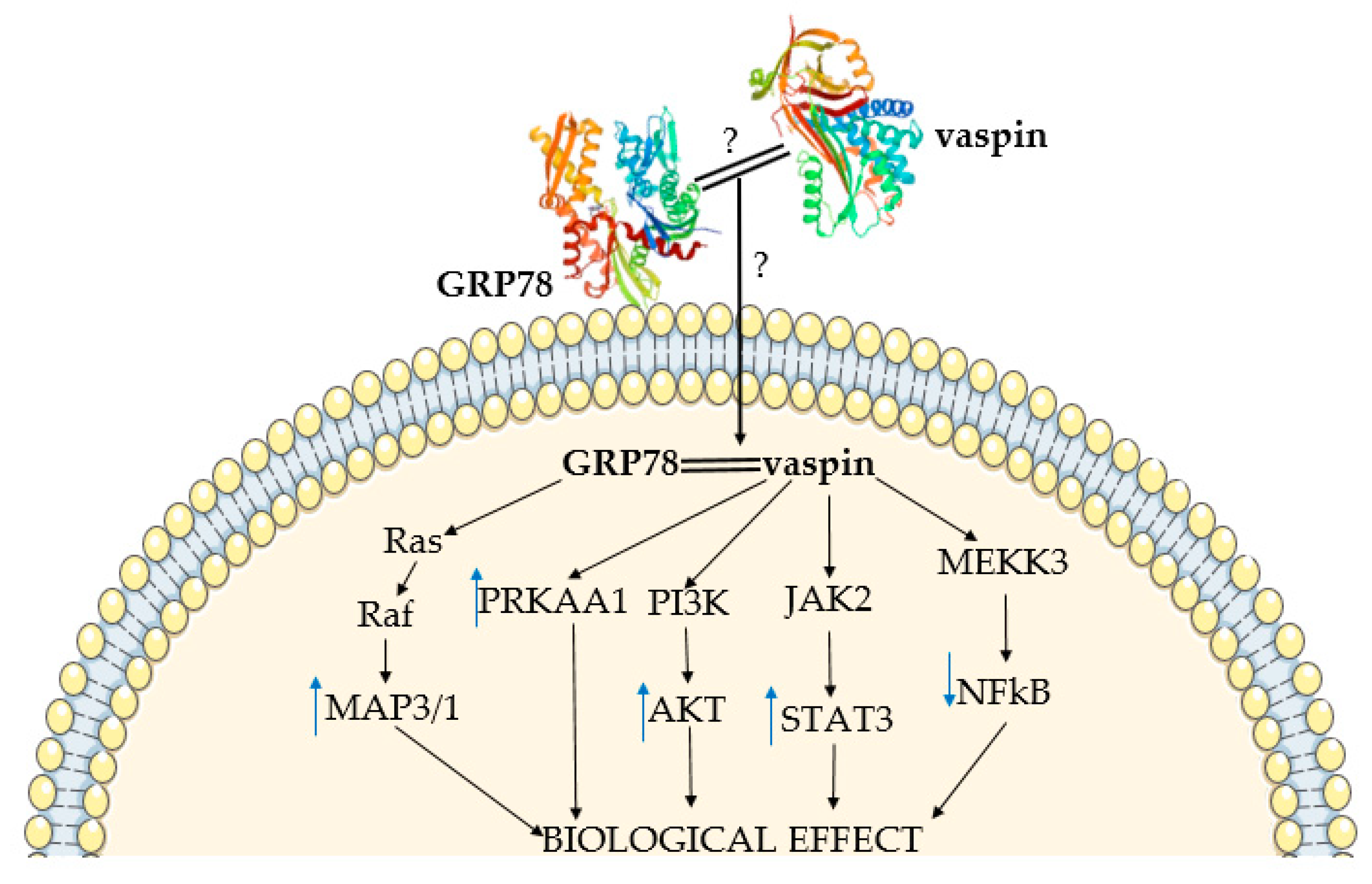 Cells | Free Full-Text | Review: Vaspin (SERPINA12) Expression and Function  in Endocrine Cells