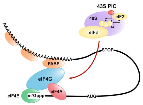 Anti Phosphorylated Eukaryotic Translation Initiation Factor 2 Subunit  Alpha, Bioz