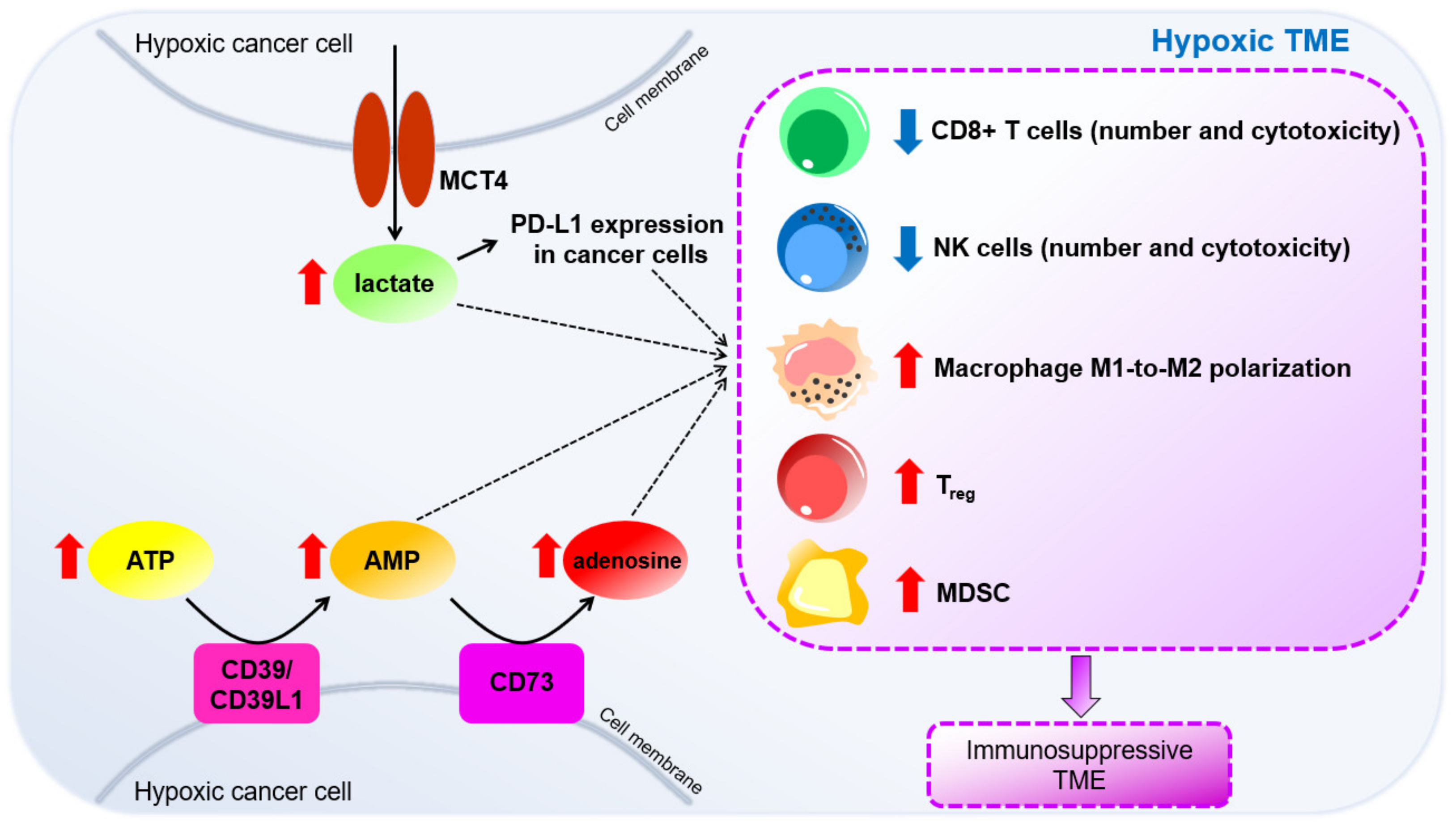 Cells Free Full Text Hypoxia Metabolic Reprogramming And Drug Resistance In Liver Cancer