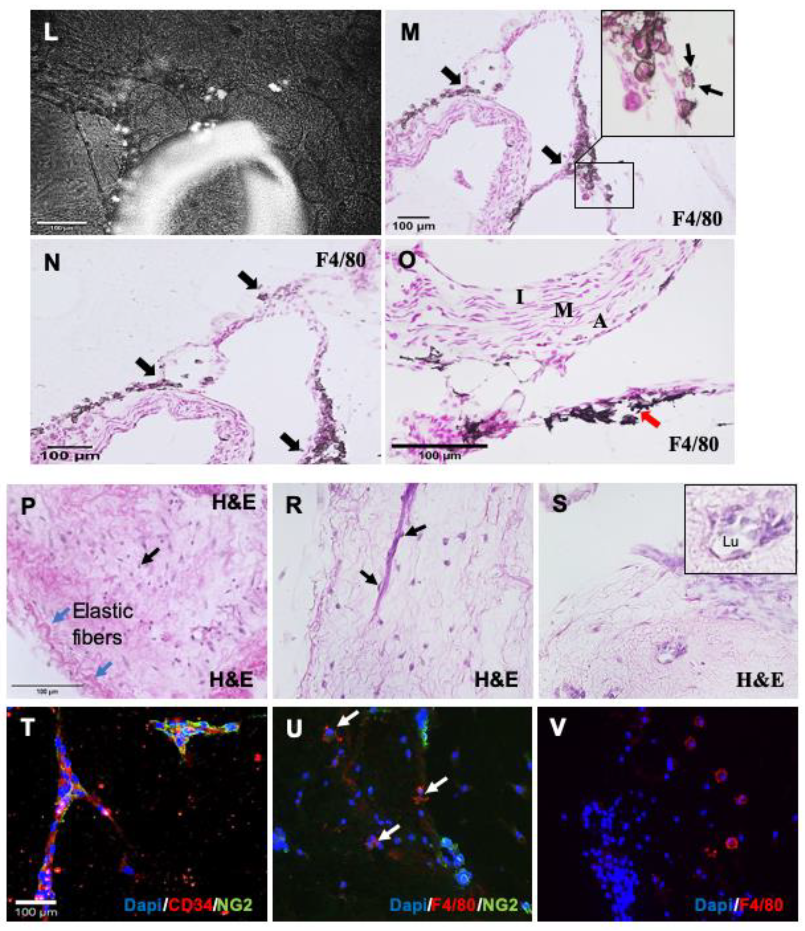 Cells 10 01719 g003b