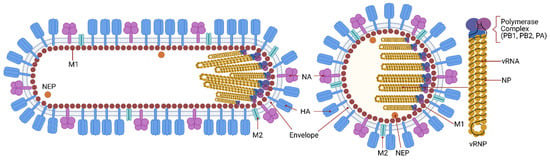 Cells Free Full Text How Influenza Virus Uses Host Cell Pathways During Uncoating Html