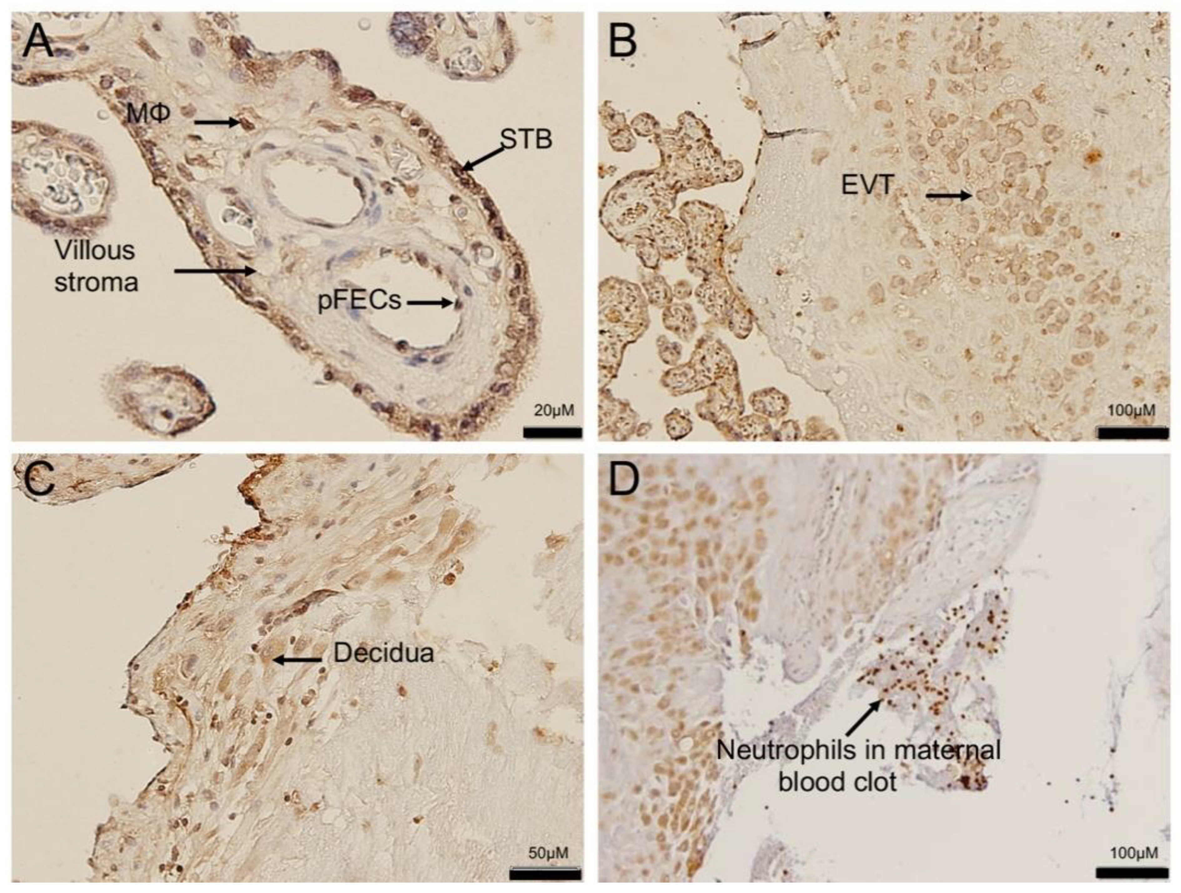 Cells 10 01724 g004 Cells 10 01724 g004