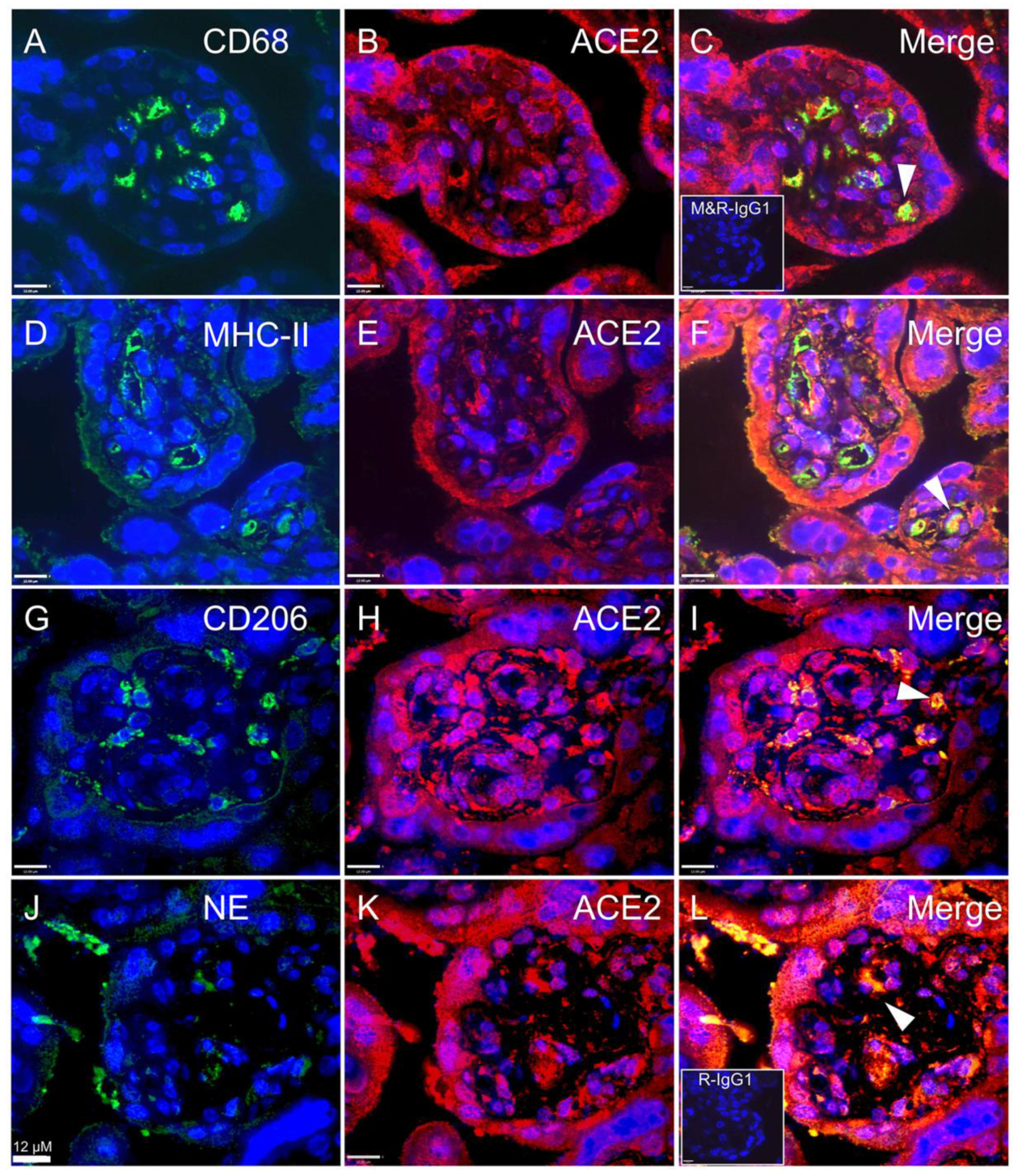 Cells 10 01724 g006 Cells 10 01724 g006