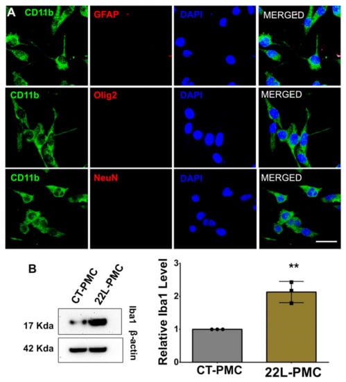 LIVE/DEAD Cell assay. a Control for live cells (normal astrocytes