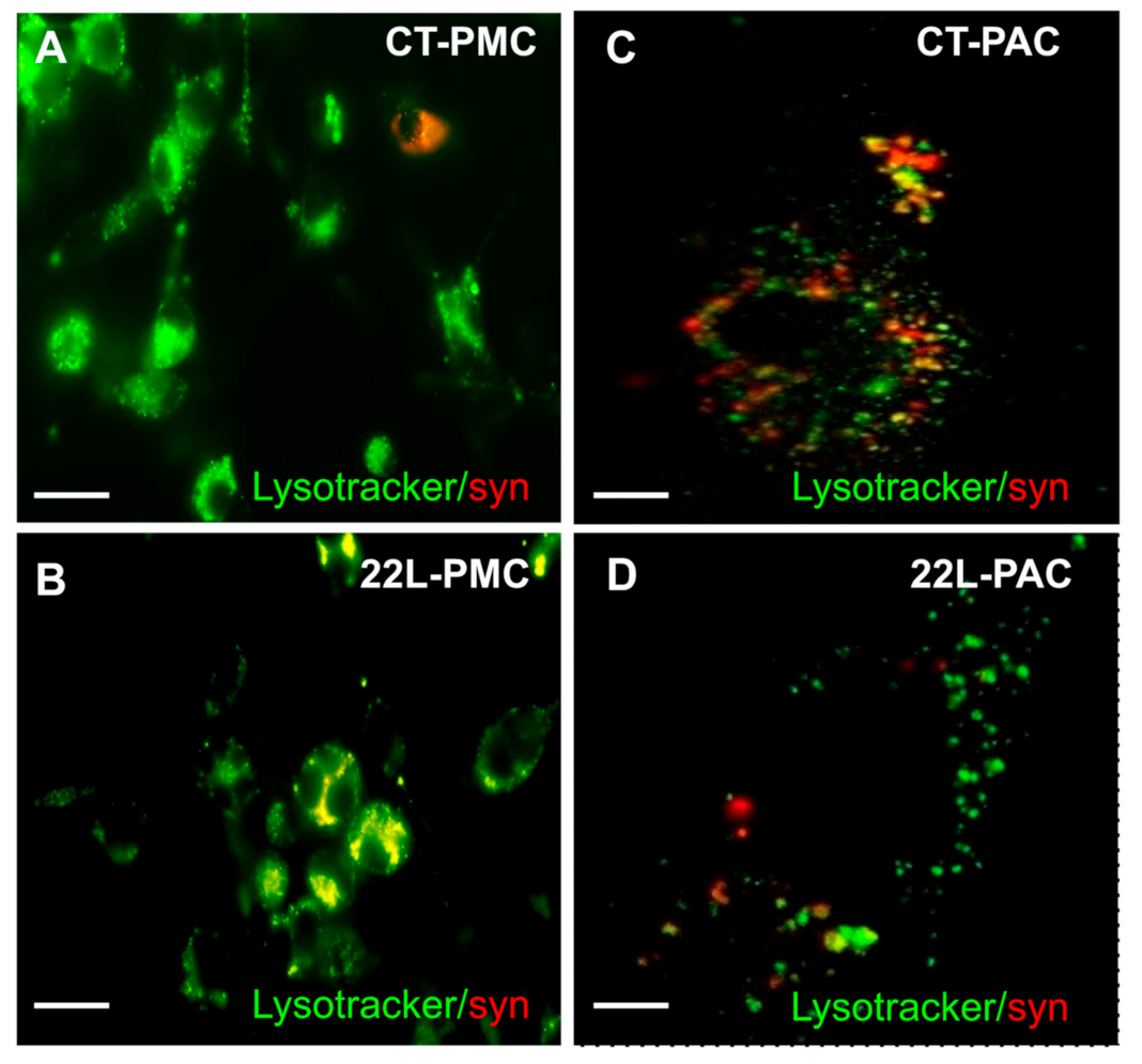 Cells 10 01728 g004