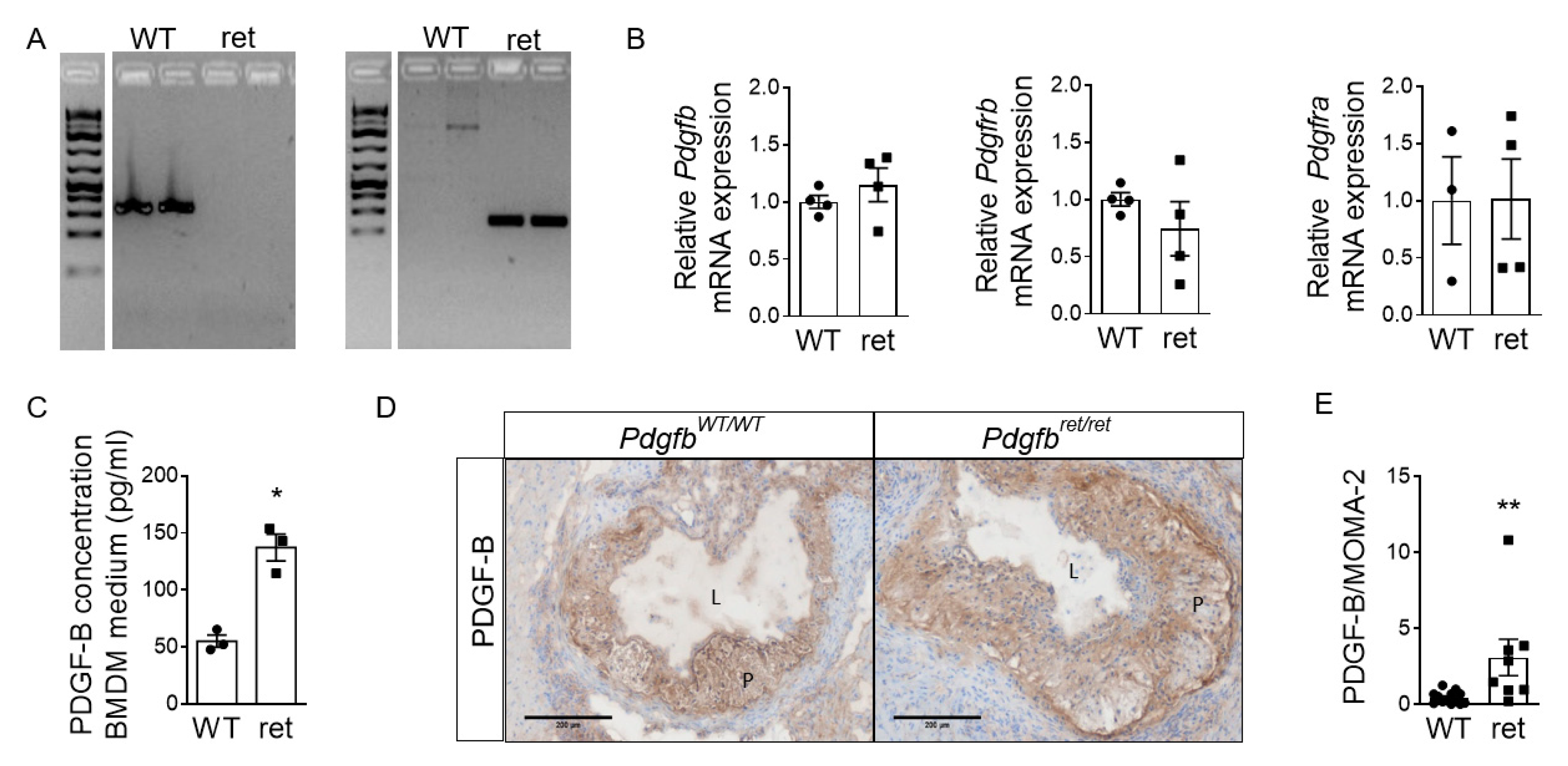 Cells 10 01746 g002 Cells 10 01746 g002
