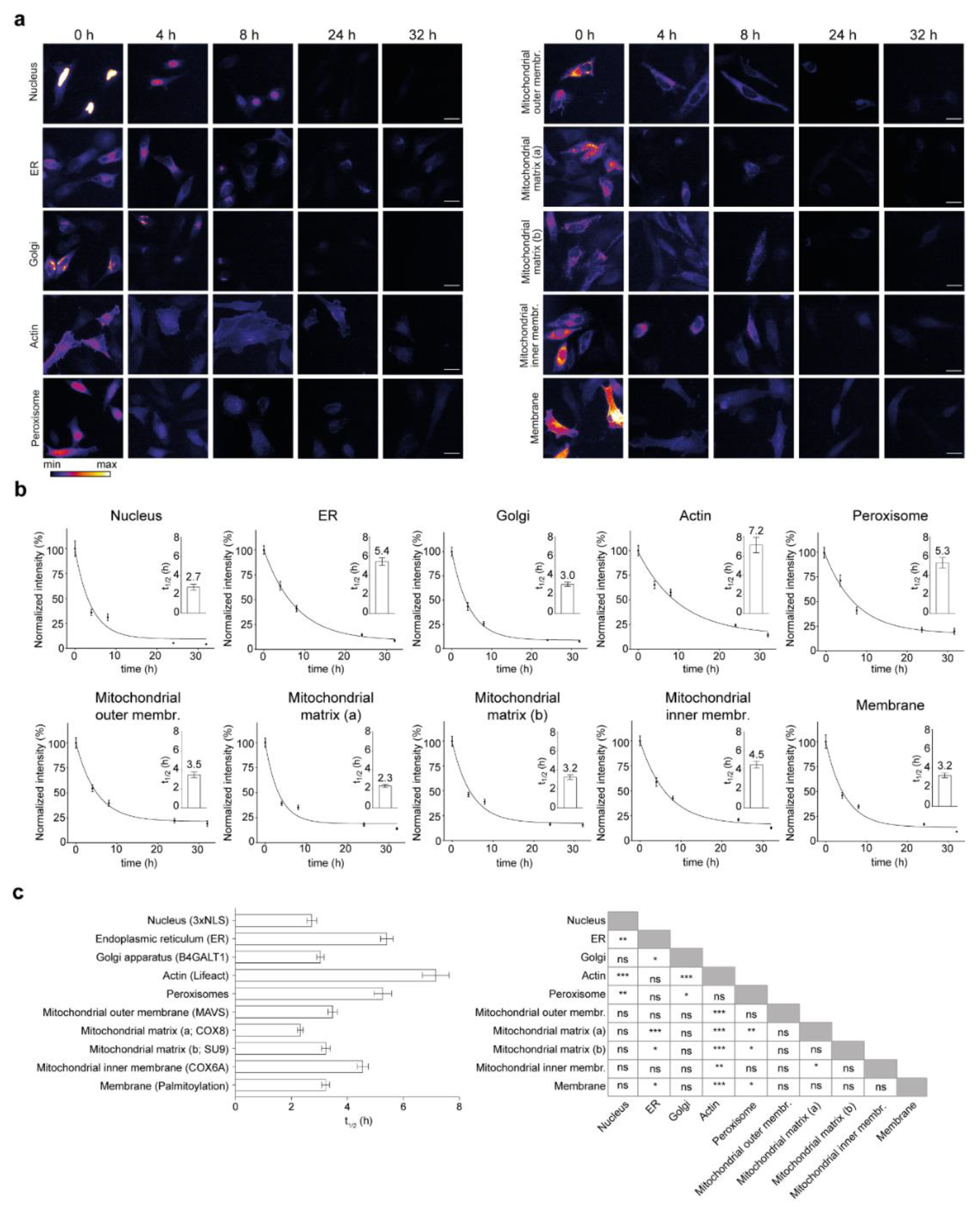 Cells 10 01747 g003 Cells 10 01747 g003