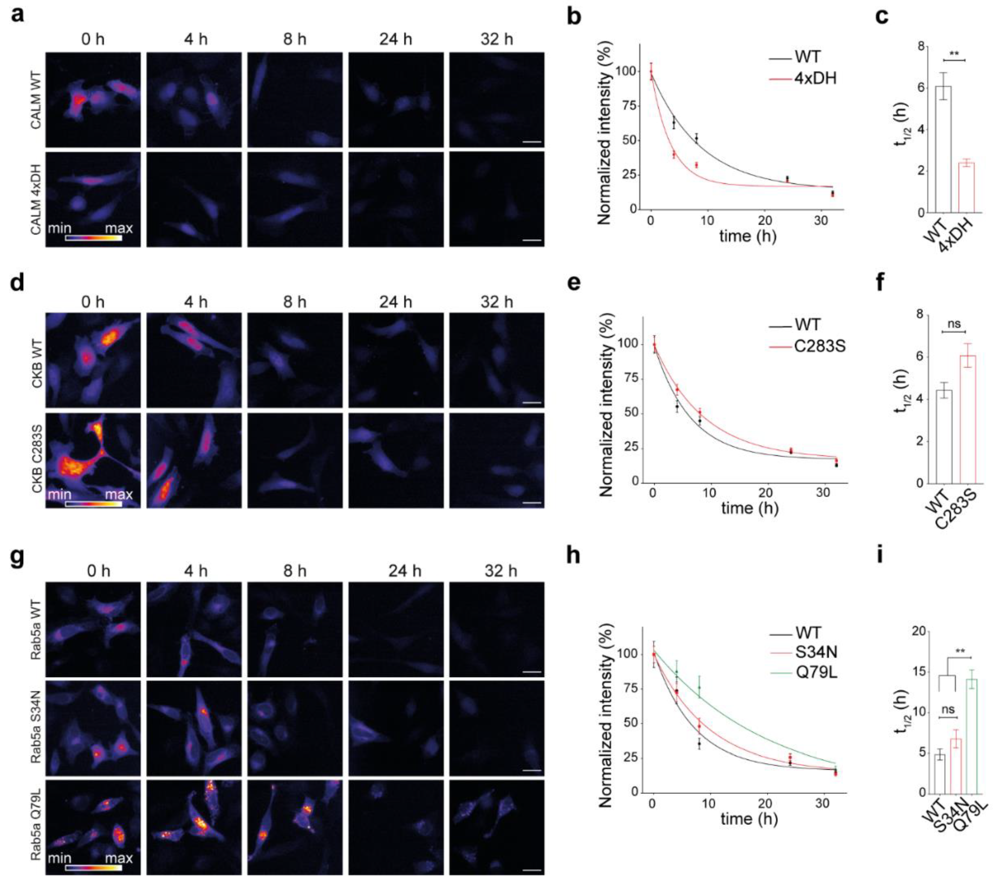 Cells 10 01747 g004 Cells 10 01747 g004
