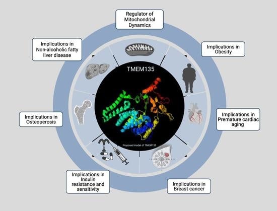 Cells Free Full Text Tmem135 Is A Novel Regulator Of Mitochondrial Dynamics And Physiology With Implications For Human Health Conditions Html