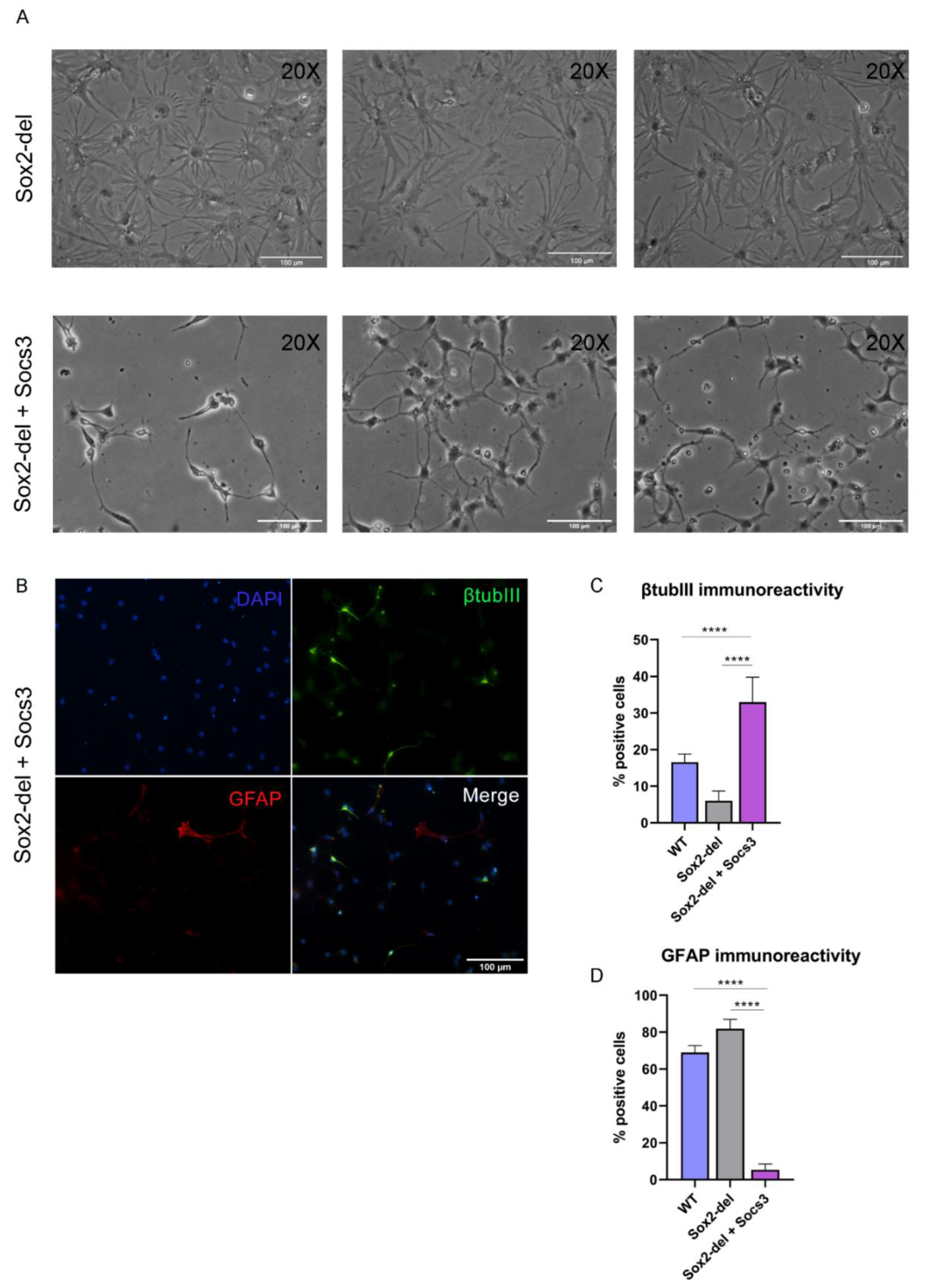 Cells 10 01757 g003 Cells 10 01757 g003