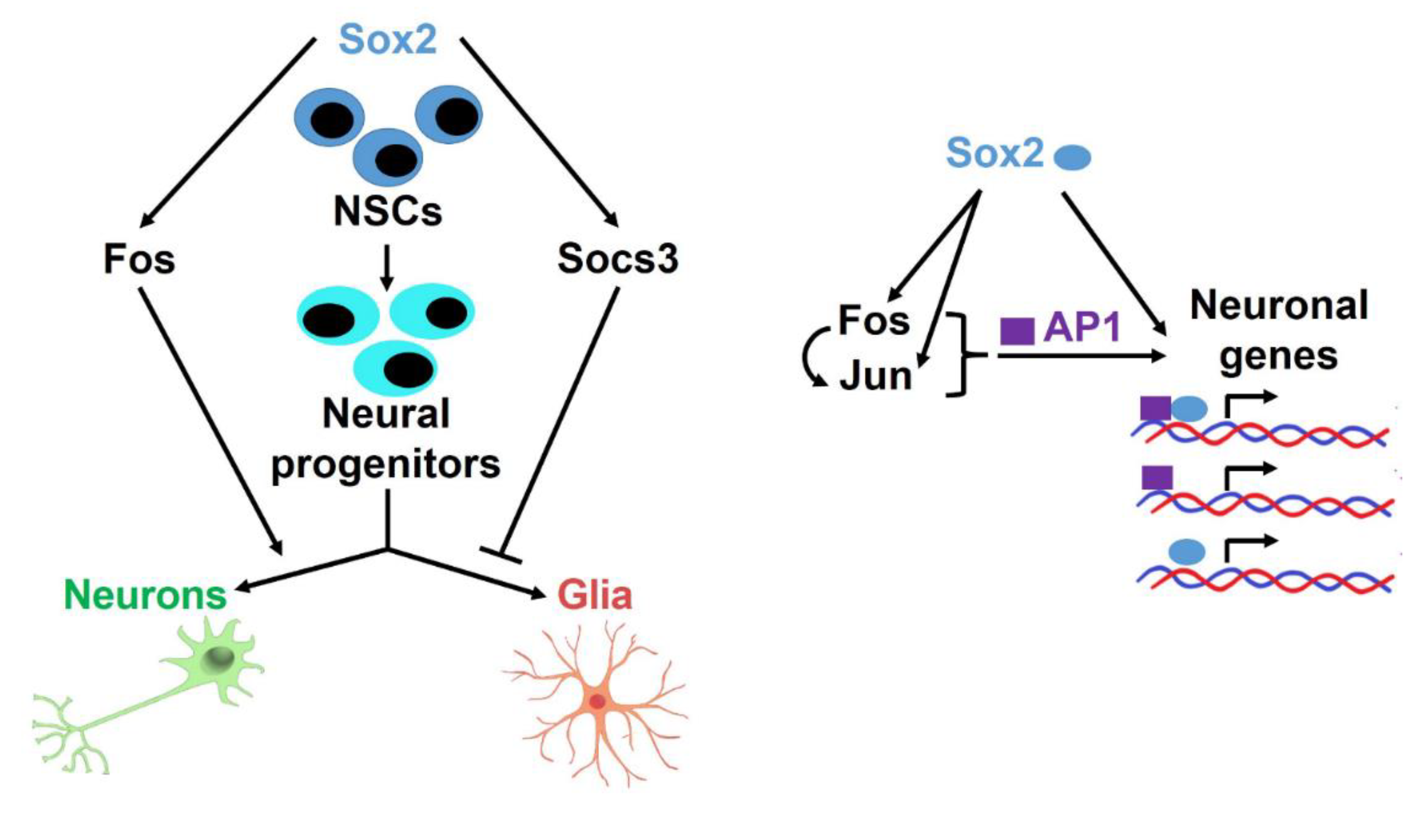 Cells 10 01757 g007 Cells 10 01757 g007