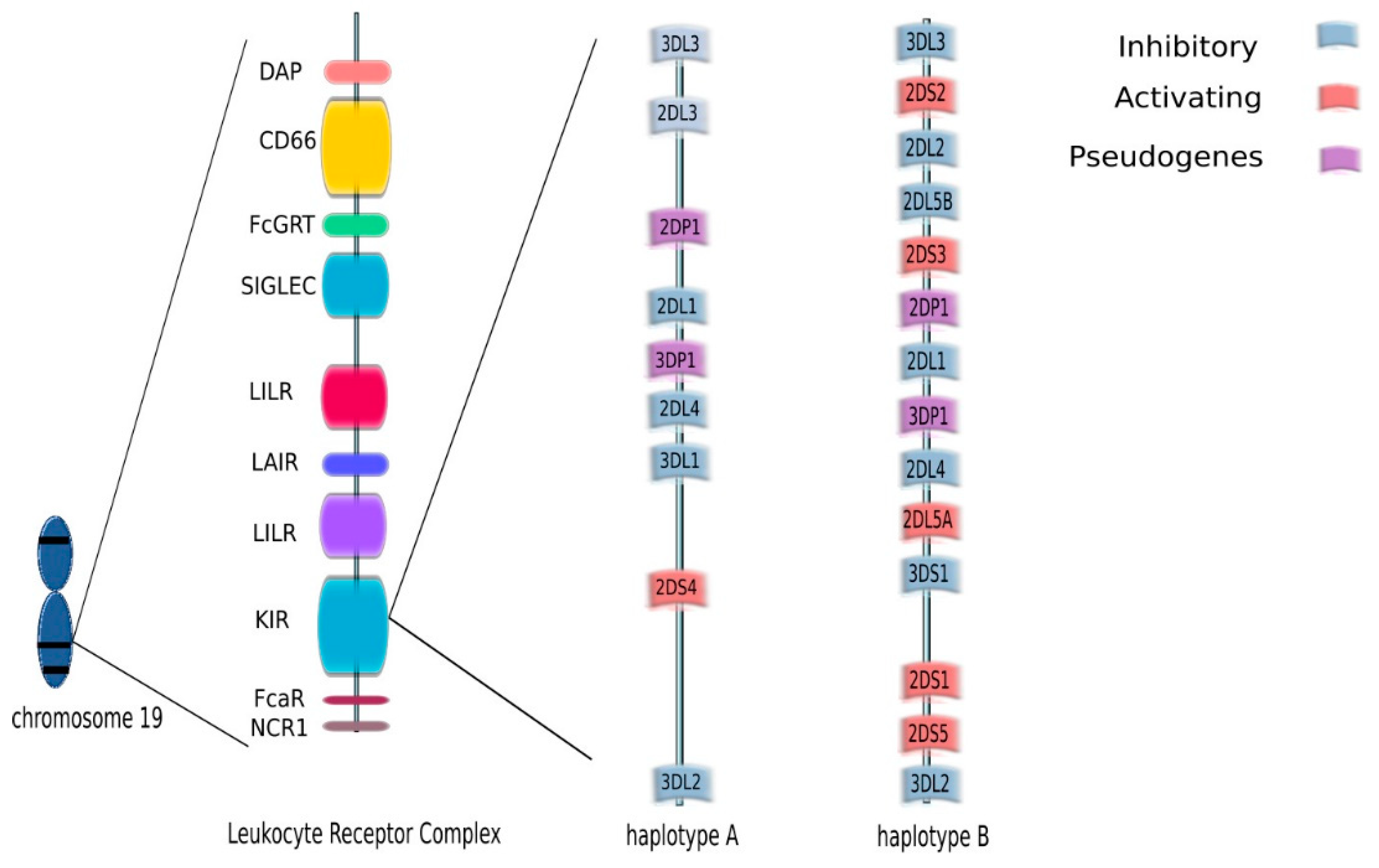 Cells | Free Full-Text | KIR Receptors As Key Regulators Of NK Cells ...