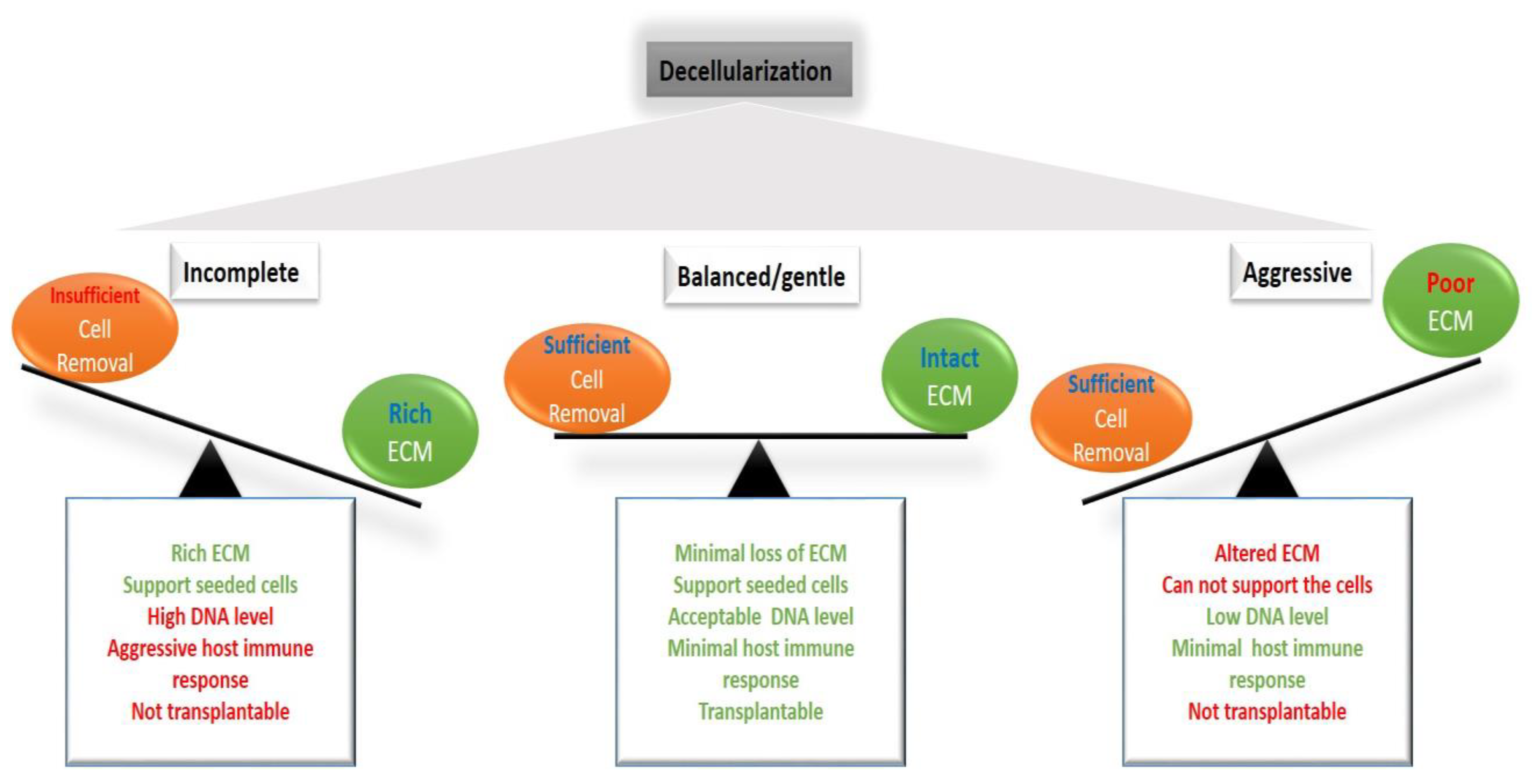 Cells 10 01787 g003 Cells 10 01787 g003