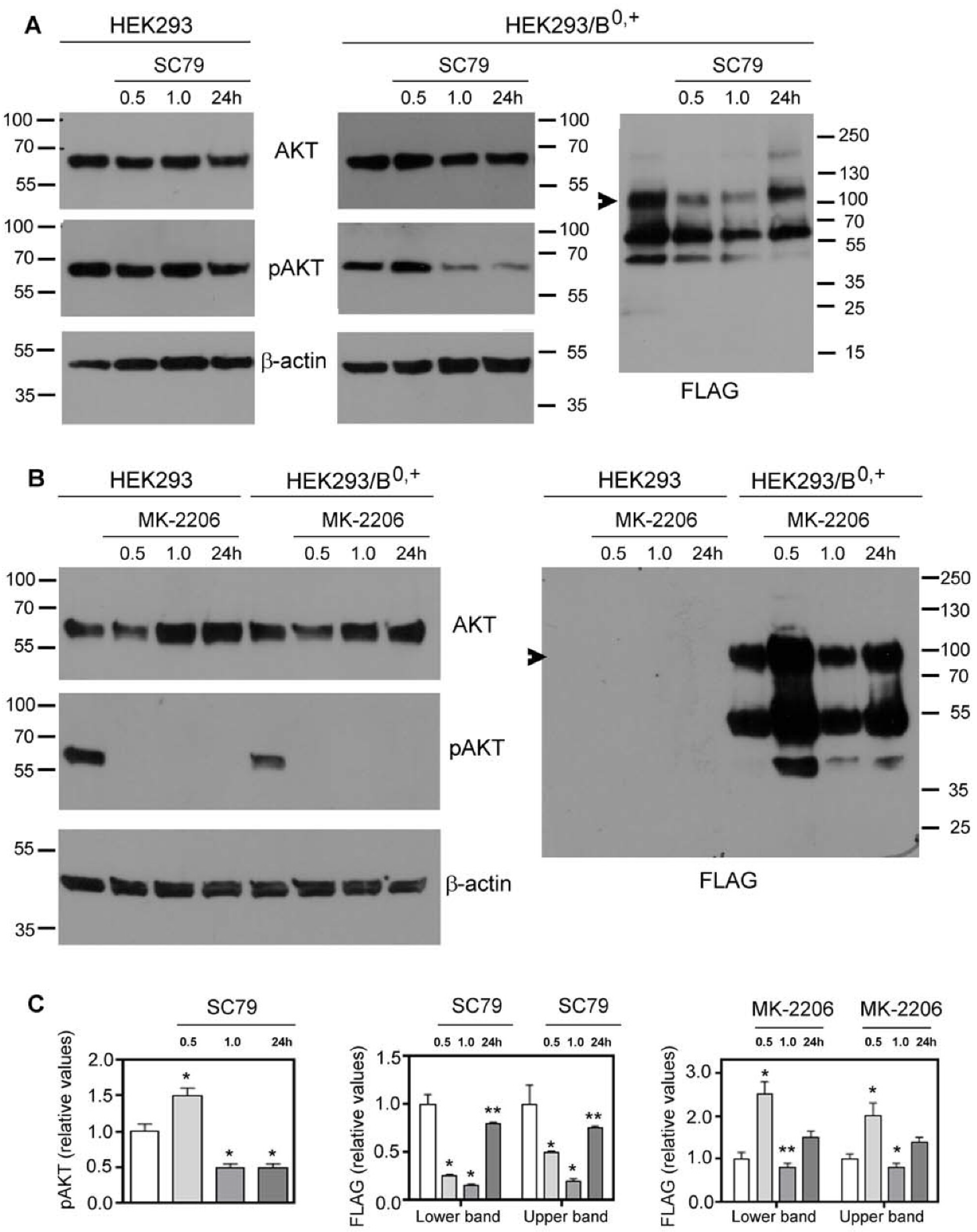 Cells 10 01800 g001 Cells 10 01800 g001