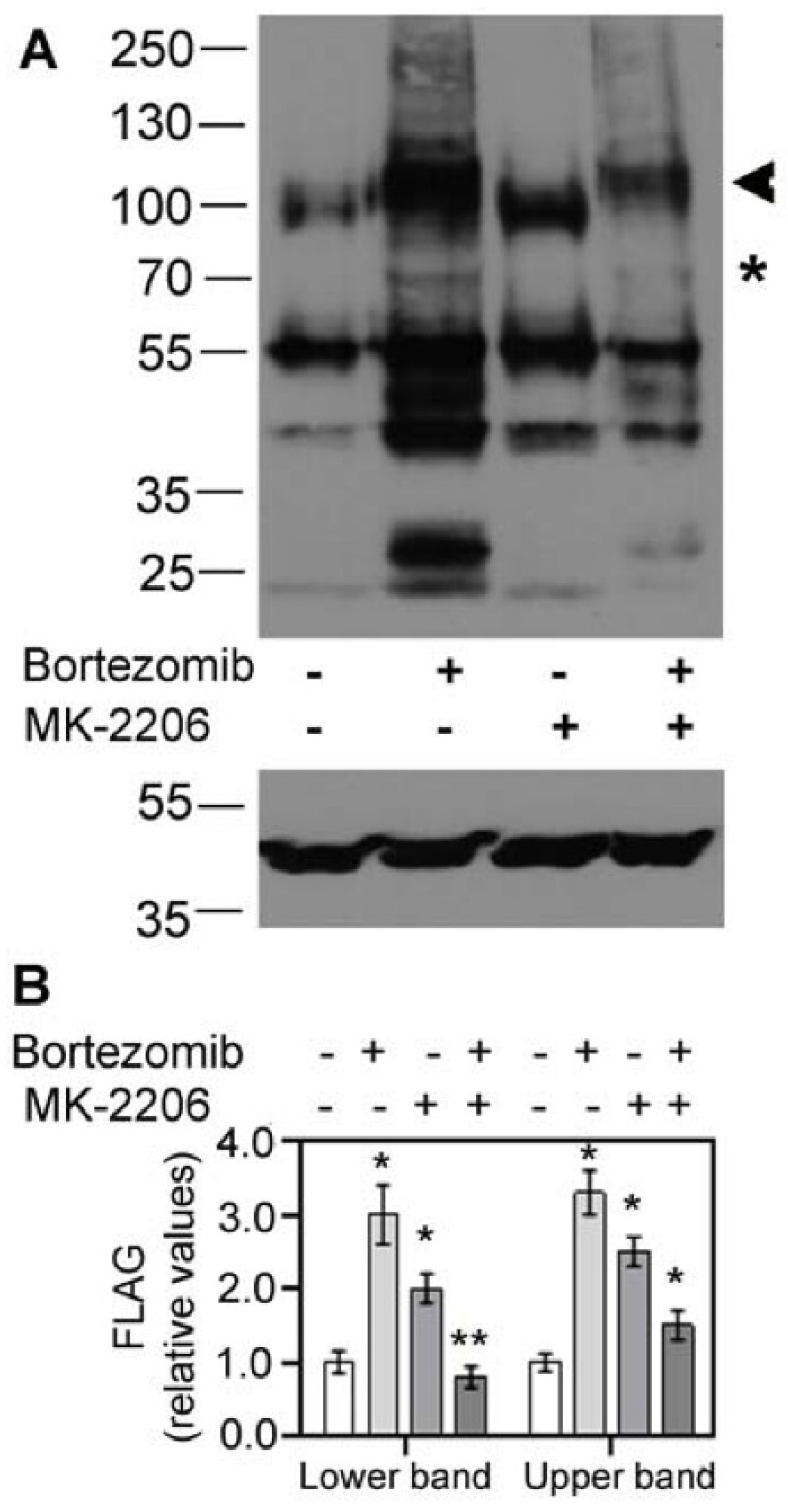 Cells 10 01800 g002 Cells 10 01800 g002