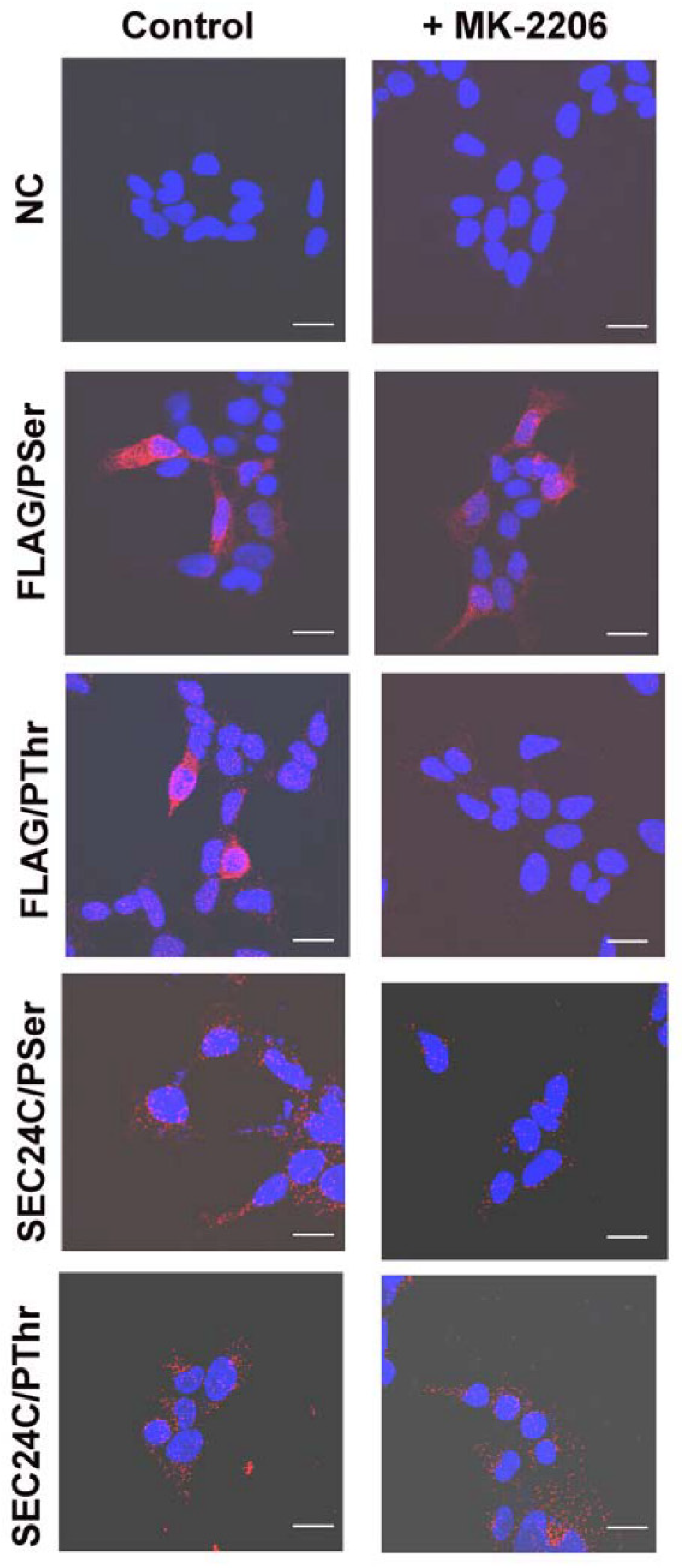 Cells 10 01800 g004 Cells 10 01800 g004