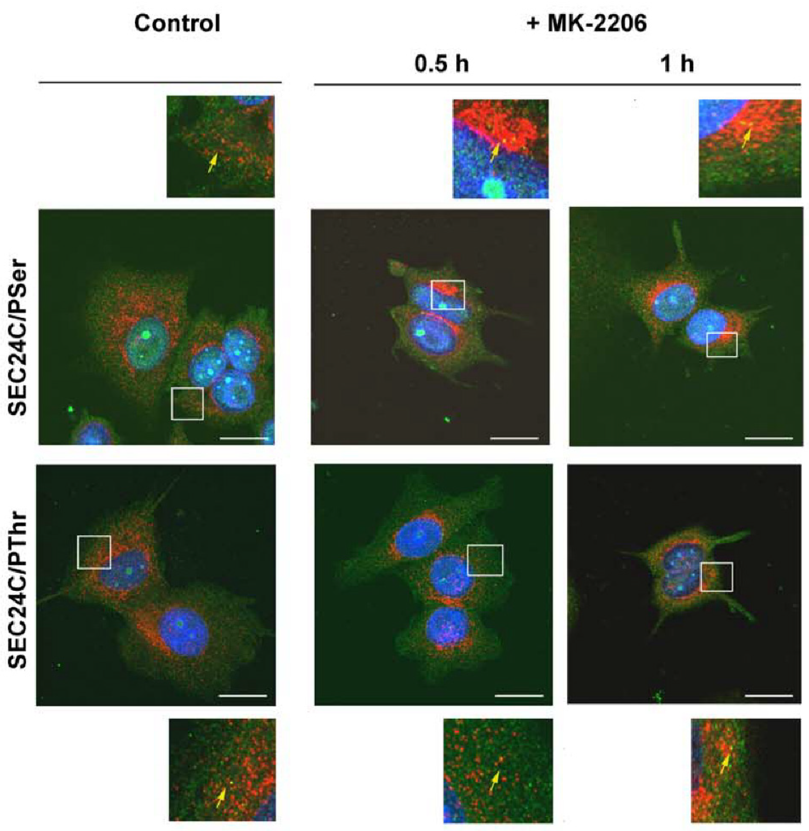Cells 10 01800 g007 Cells 10 01800 g007