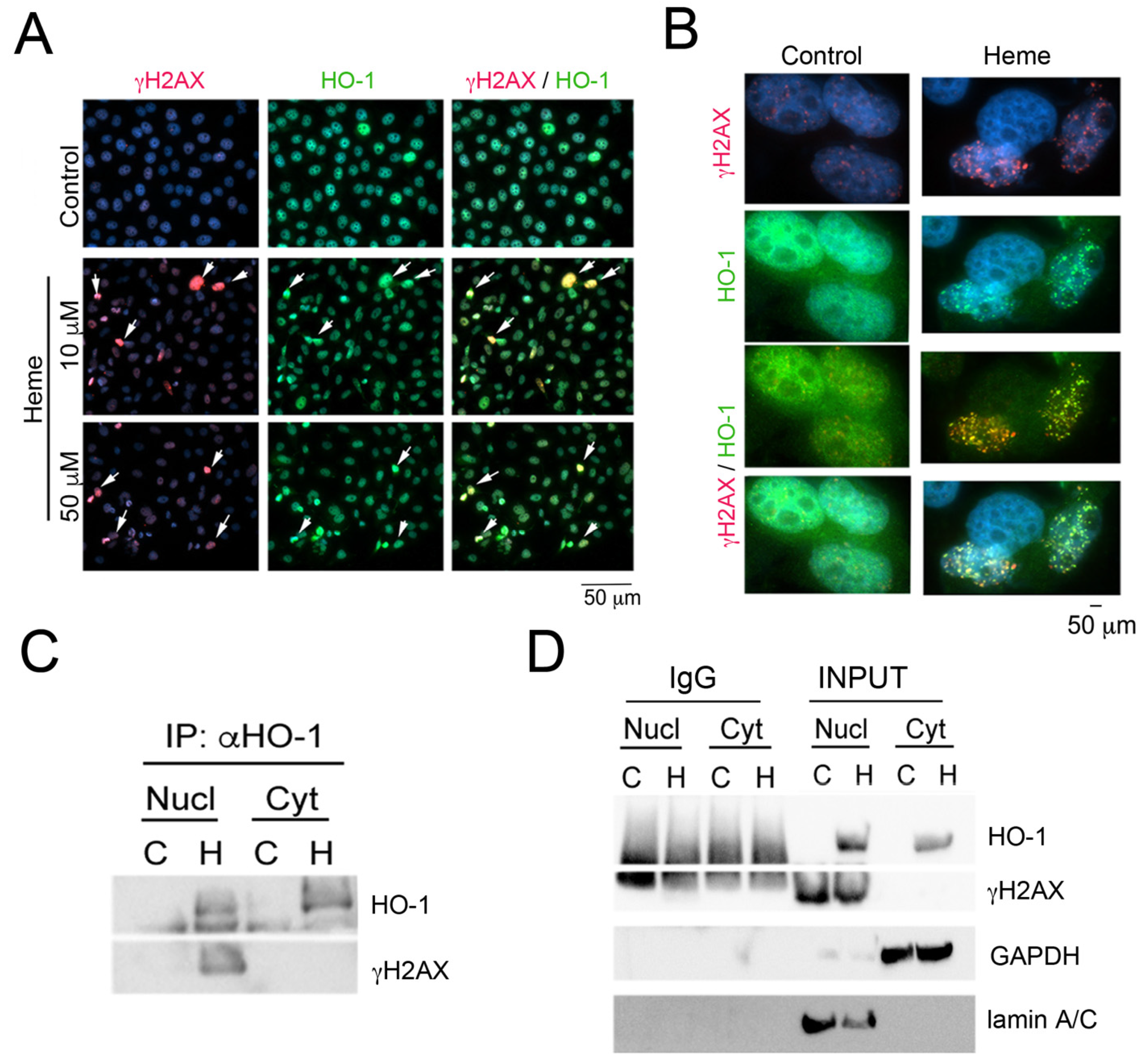 Cells 10 01801 g004 Cells 10 01801 g004