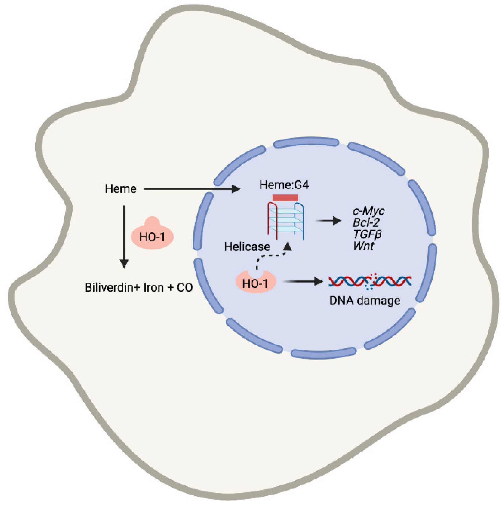 Cells 10 01801 g005 Cells 10 01801 g005