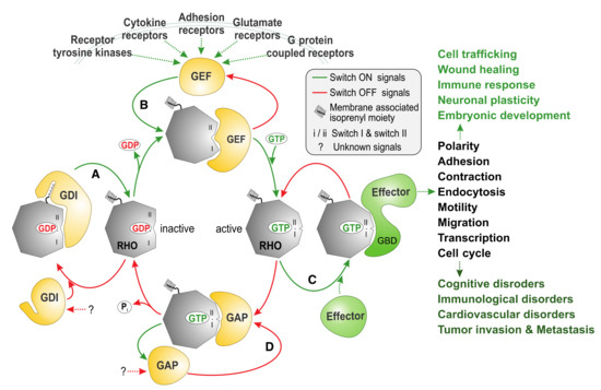 Cells | Free Full-Text | The RHO Family GTPases: Mechanisms of Regulation  and Signaling