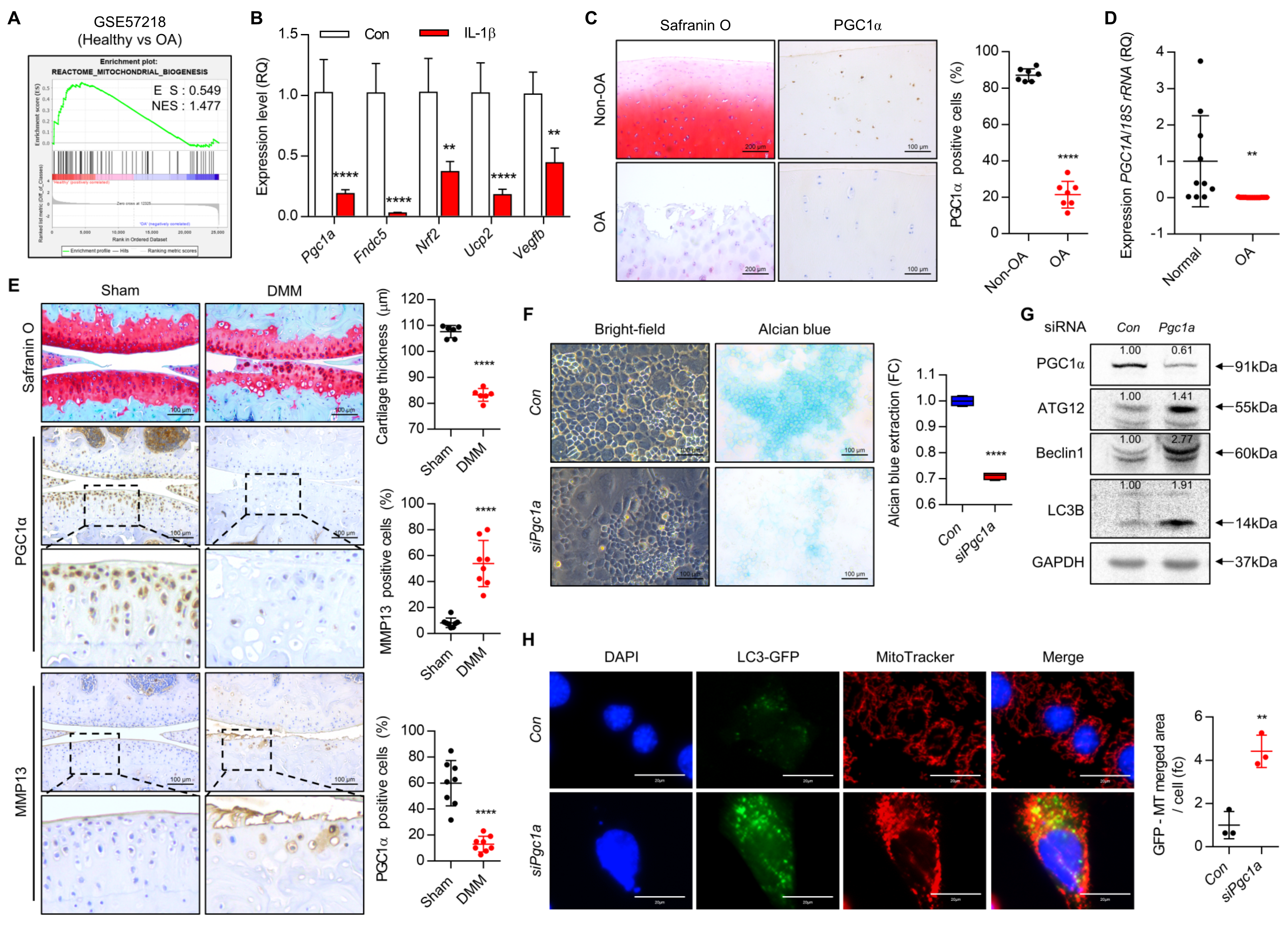Cells 10 01839 g001