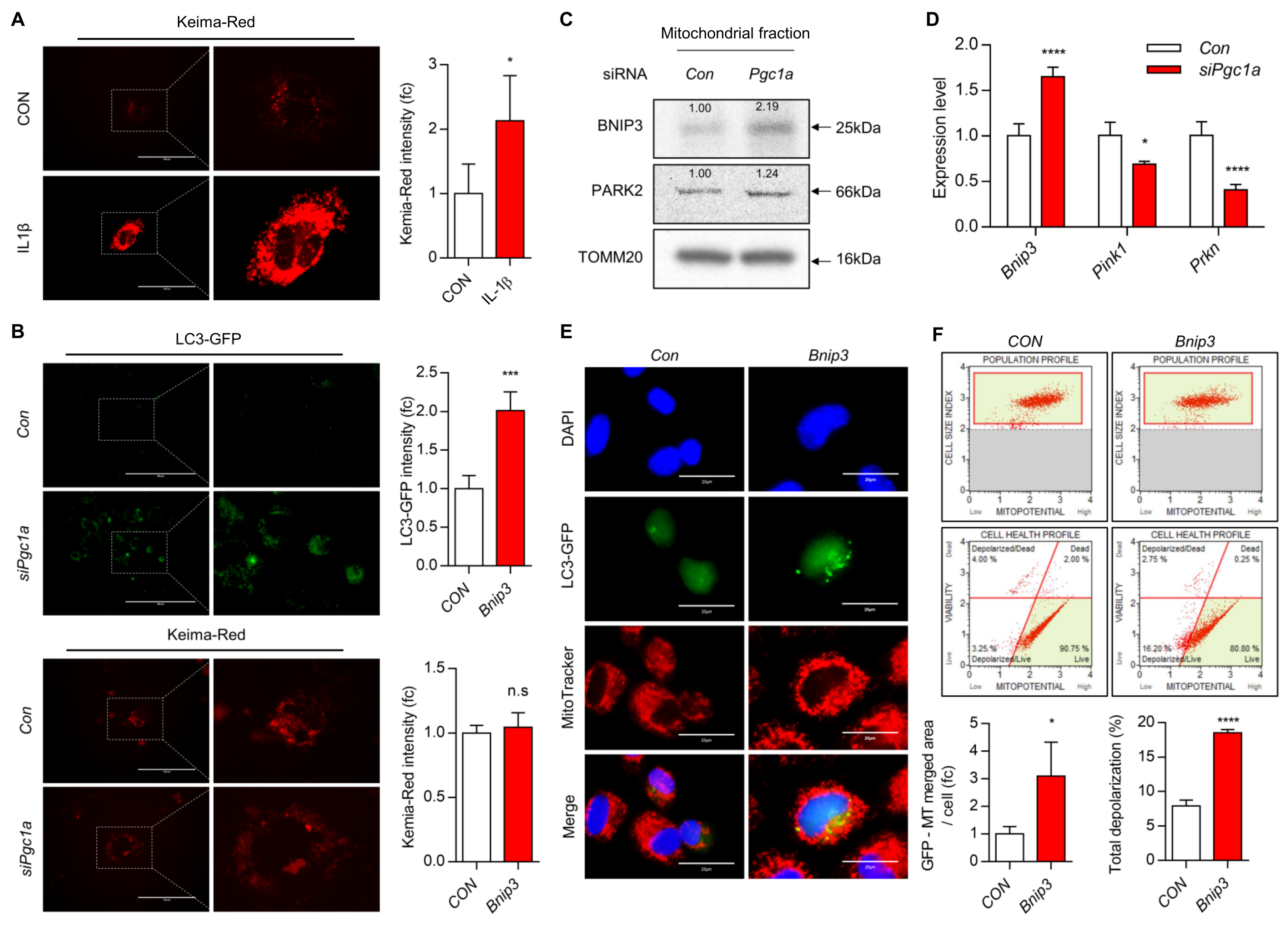 Cells 10 01839 g002