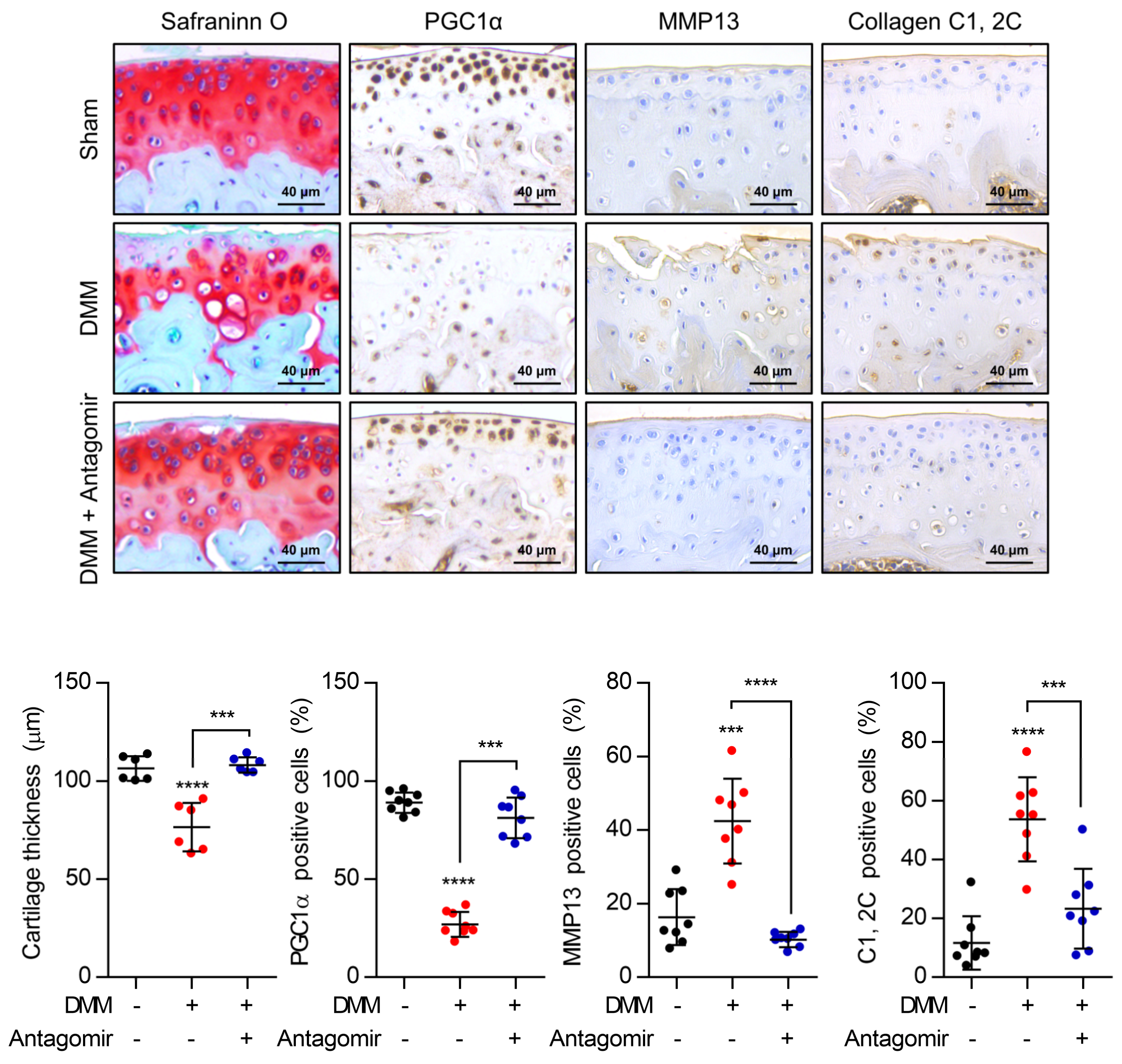 Cells 10 01839 g005