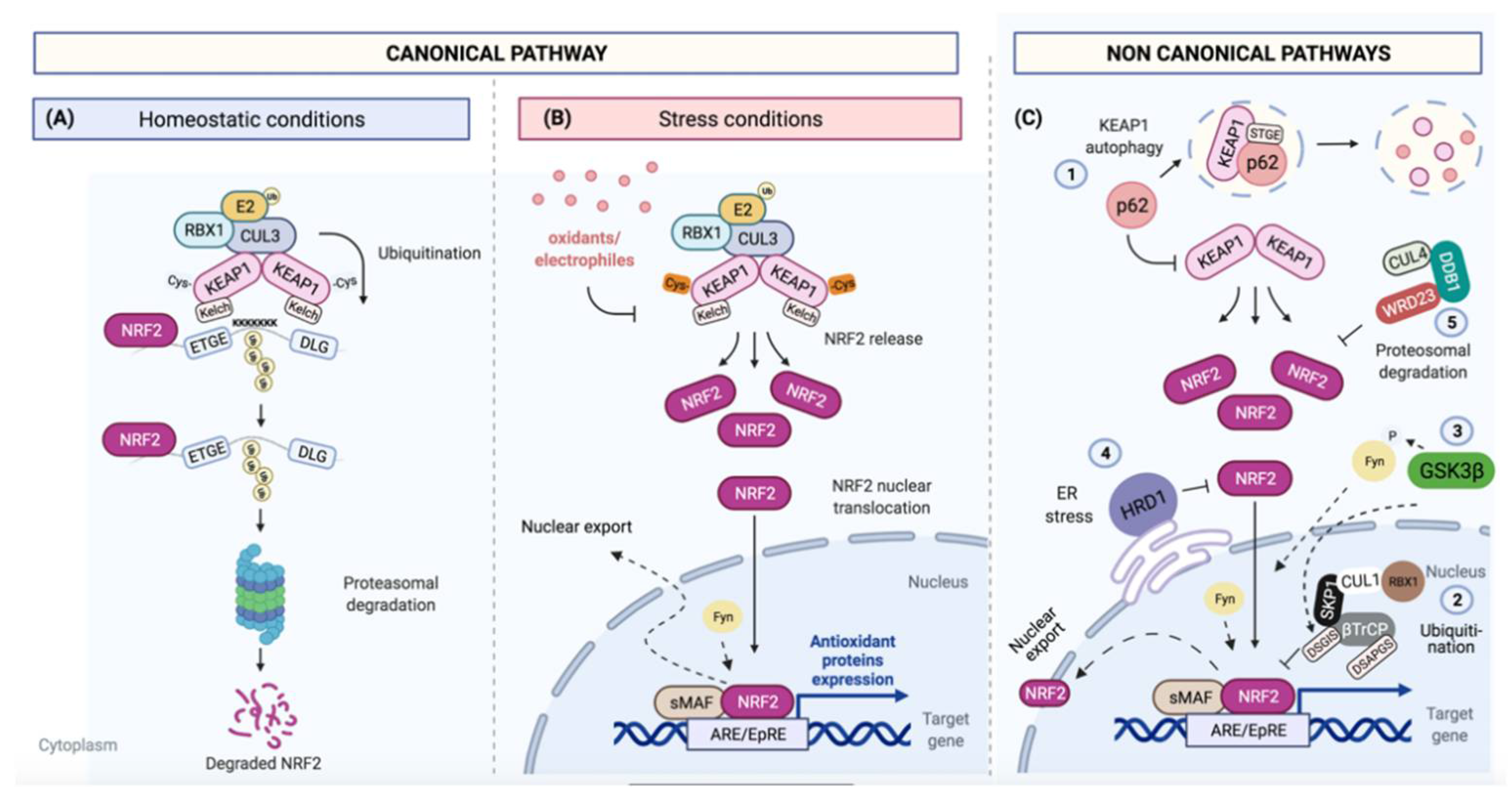 Cells 10 01879 g003 Cells 10 01879 g003