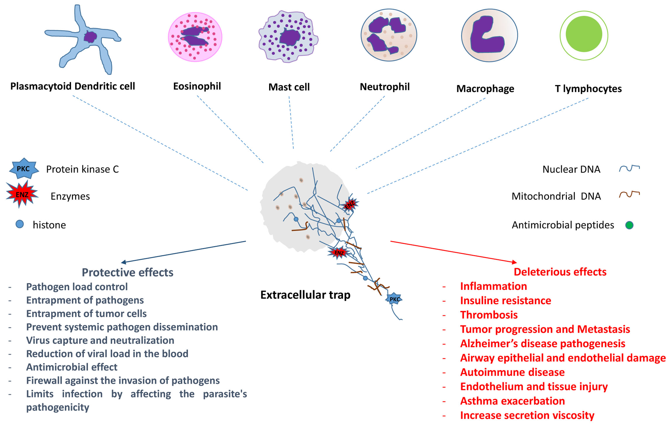Cells | Free Full-Text | The Immune System Throws Its Traps: Cells and  Their Extracellular Traps in Disease and Protection | HTML