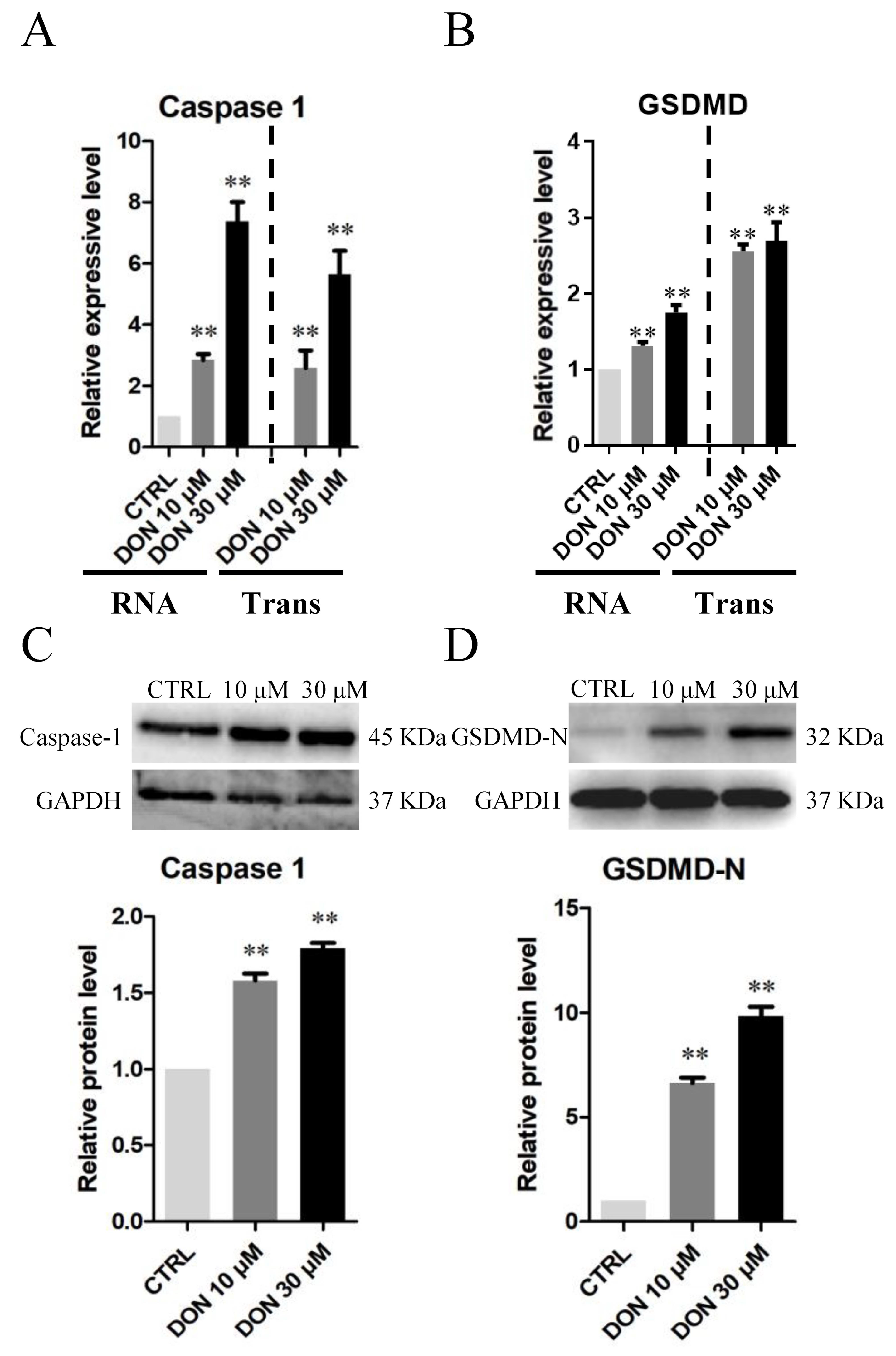 Cells 10 01898 g006 Cells 10 01898 g006